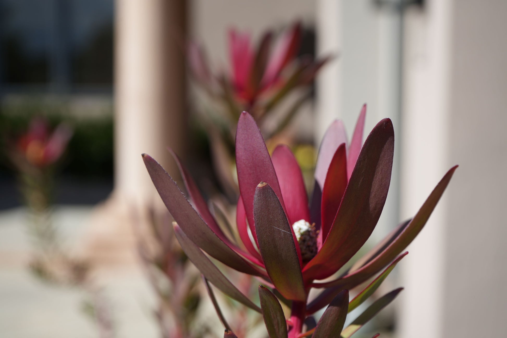 Leucadendron Safari Sunset plant with vibrant red foliage in outdoor sunlight