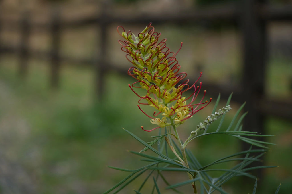 Grevillea Kings Rainbow flower with red and yellow blooms in a garden setting