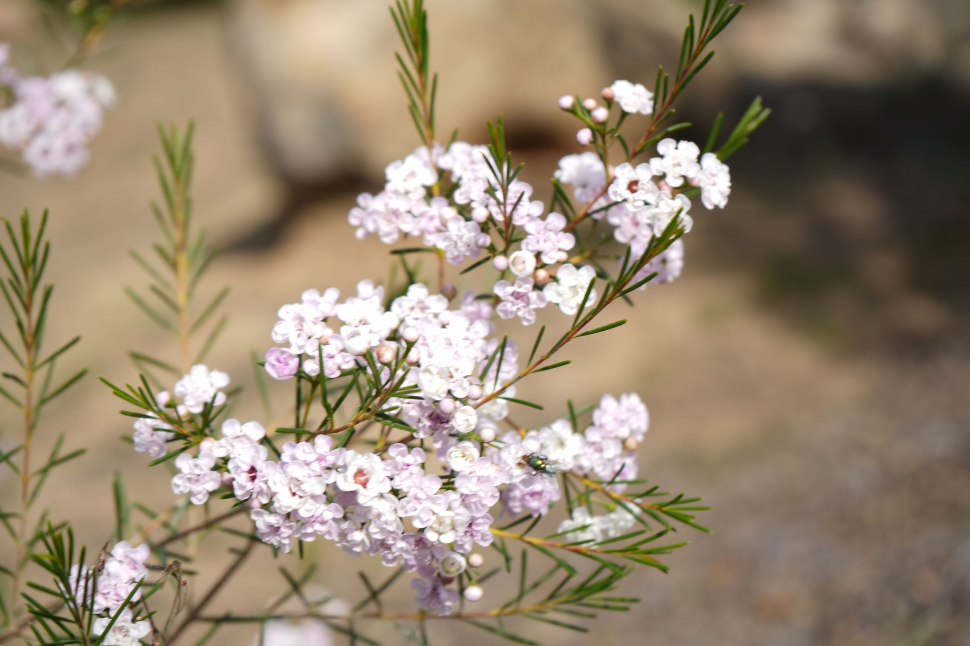 Waxflower Dancing Queen with light pink blooms and slender green leaves outdoors