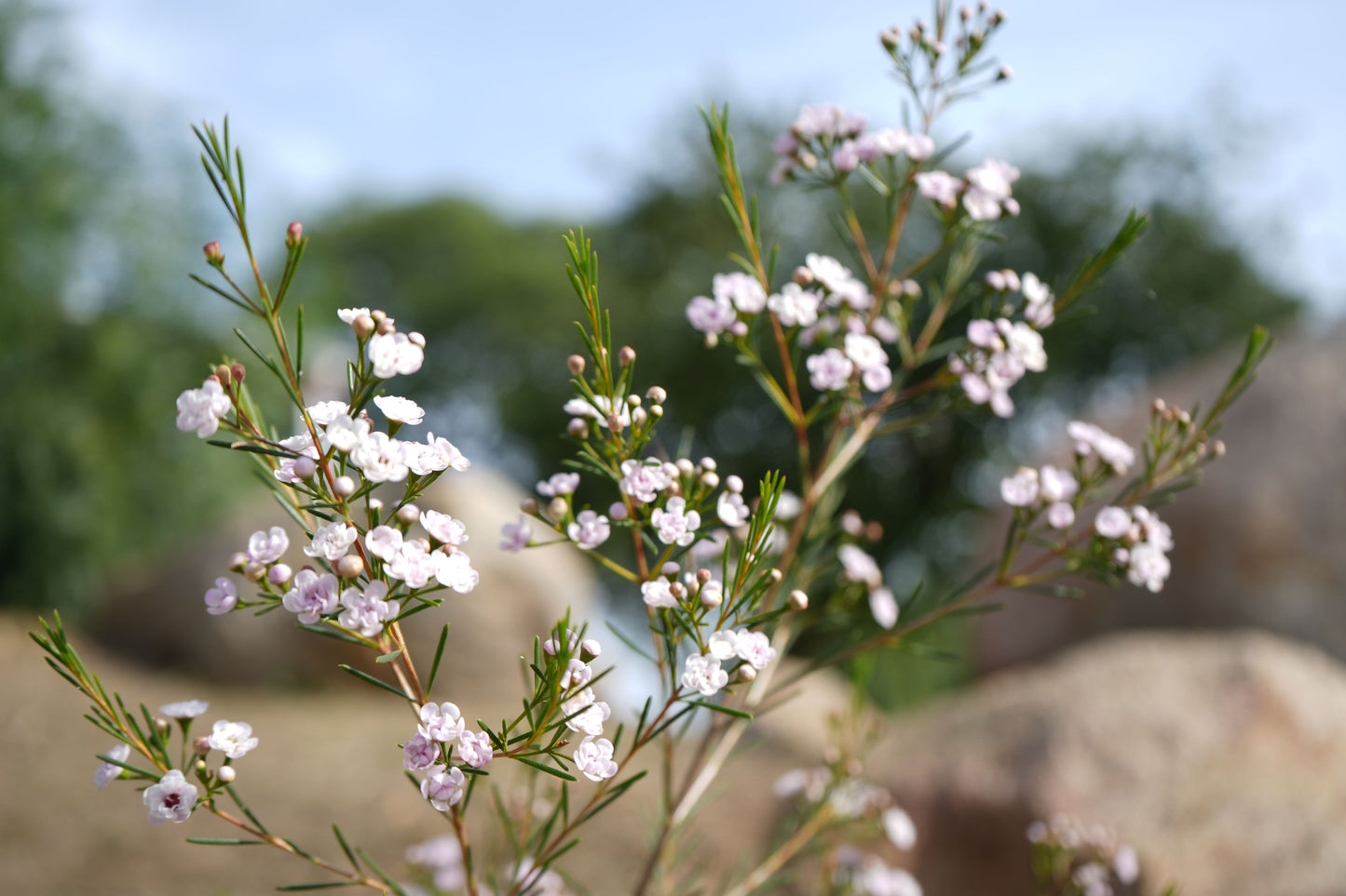 Waxflower Dancing Queen with delicate pink blooms and green needle-like leaves outdoors