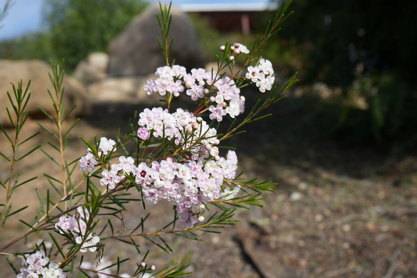 Waxflower Dancing Queen plant with delicate pink-white blooms outdoors