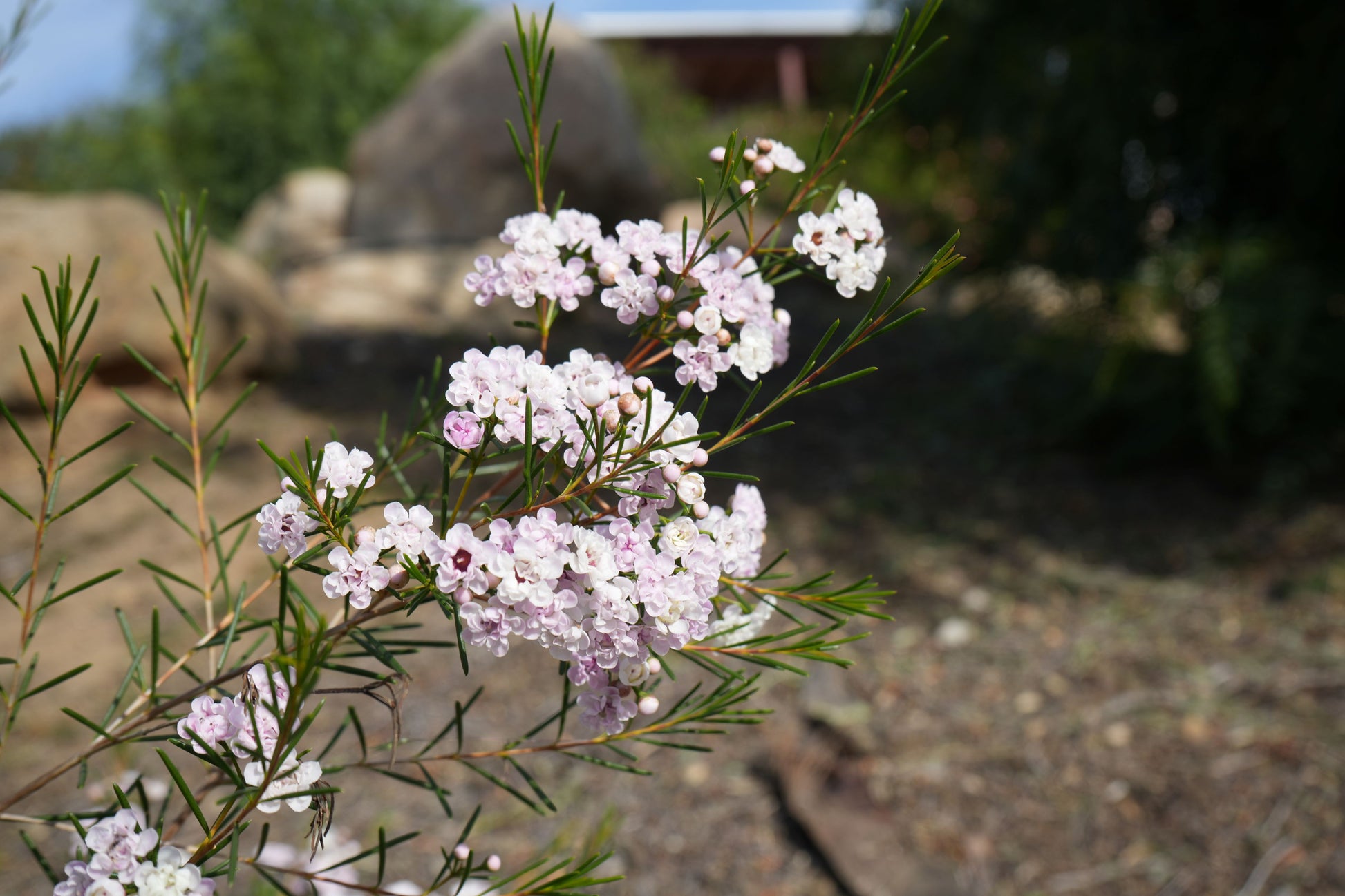 Waxflower Dancing Queen plant with delicate pink-white blooms outdoors