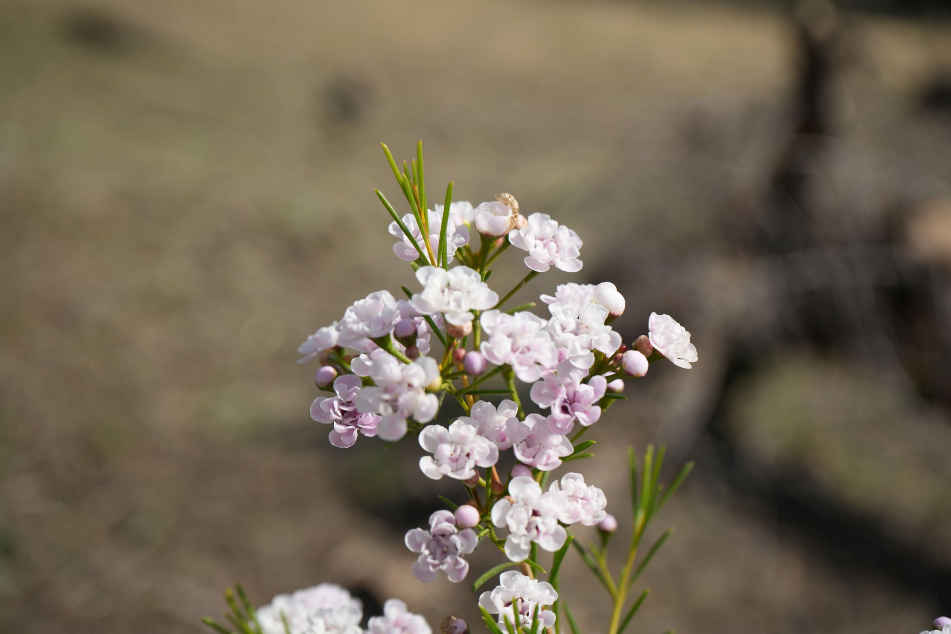 Waxflower Dancing Queen with pink blossoms and green leaves outdoors
