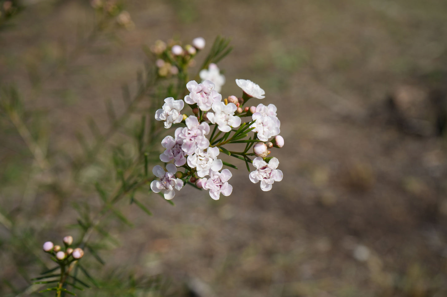 Waxflower Dancing Queen plant with delicate pale pink blooms and green foliage outdoors