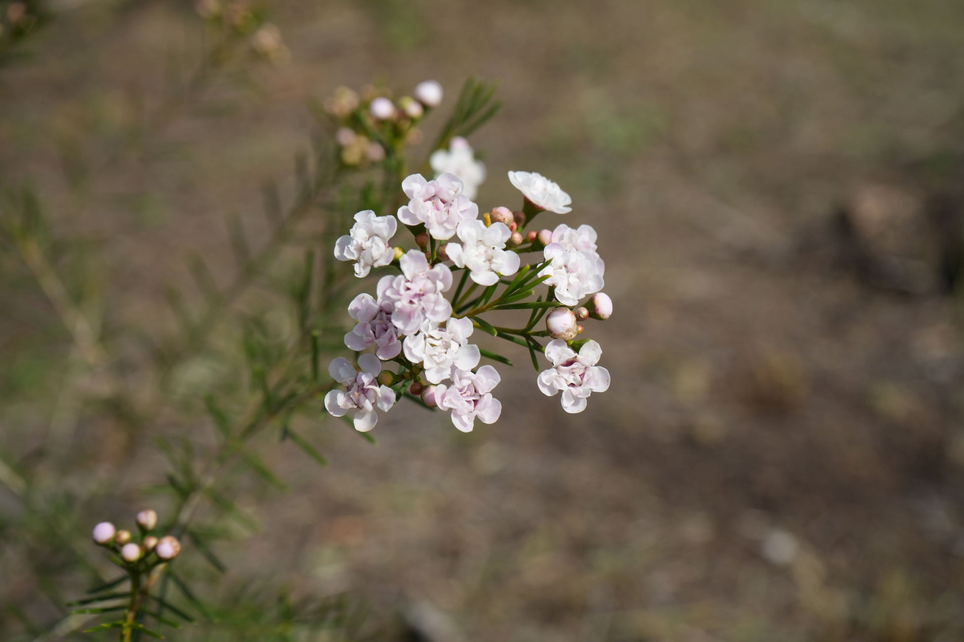 Waxflower Dancing Queen plant with delicate pale pink blooms and green foliage outdoors