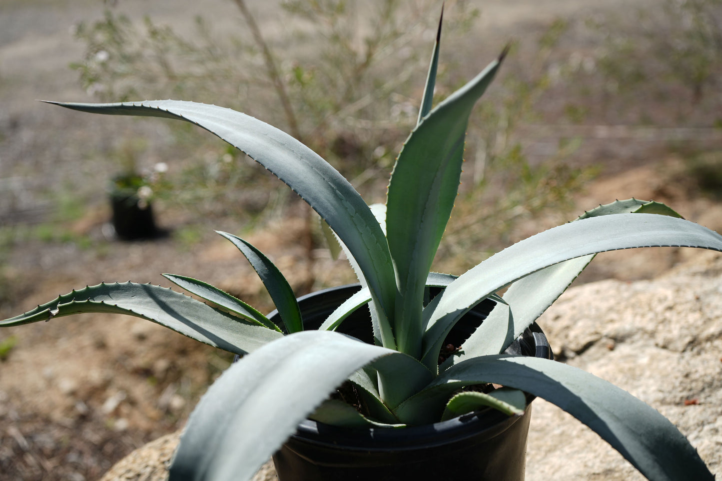 Agave franzosinii succulent in a black pot outdoors, blue-gray spiky leaves, sunlit