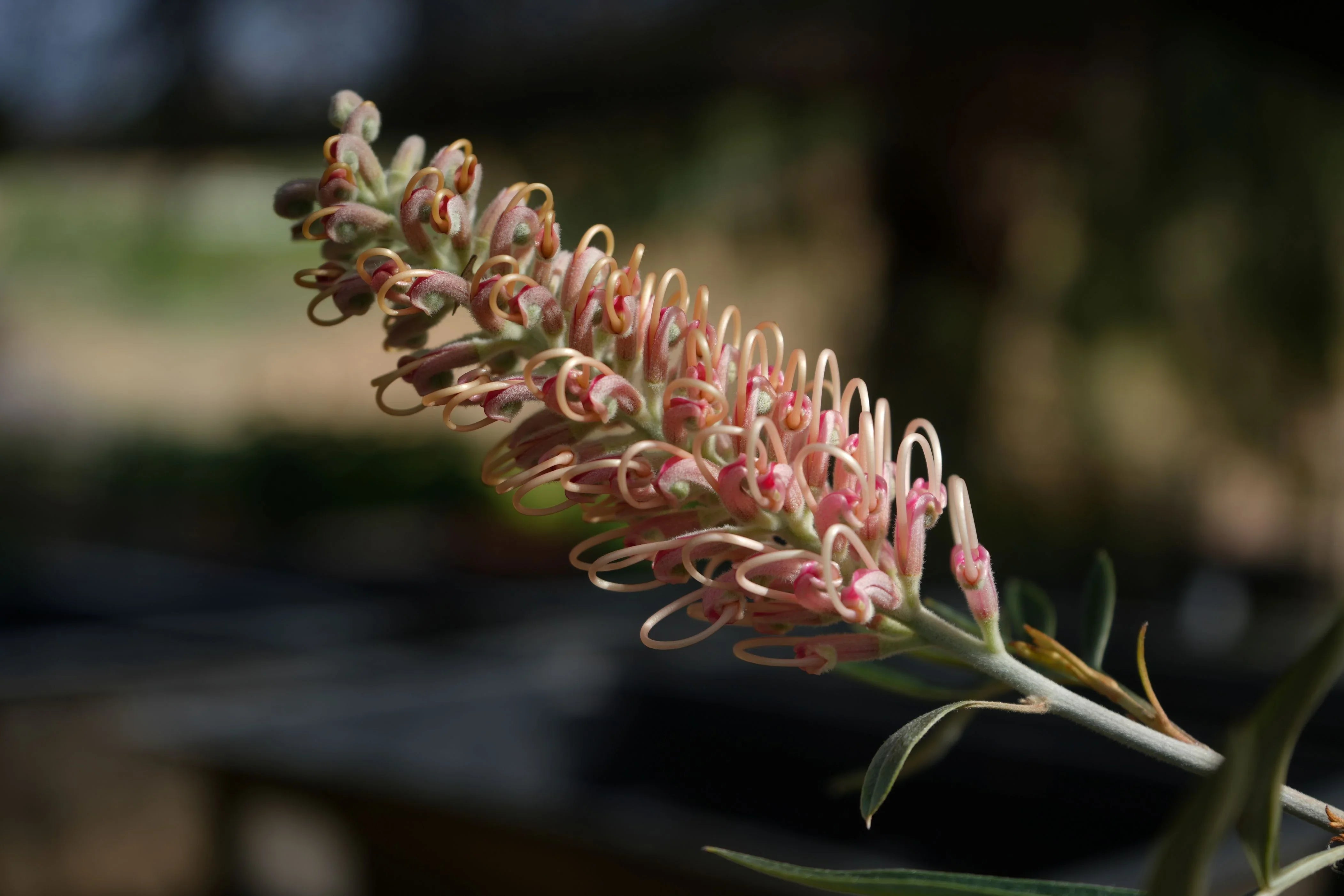 Grevillea 'Misty Pink': A Cool and Refreshing Addition to Your