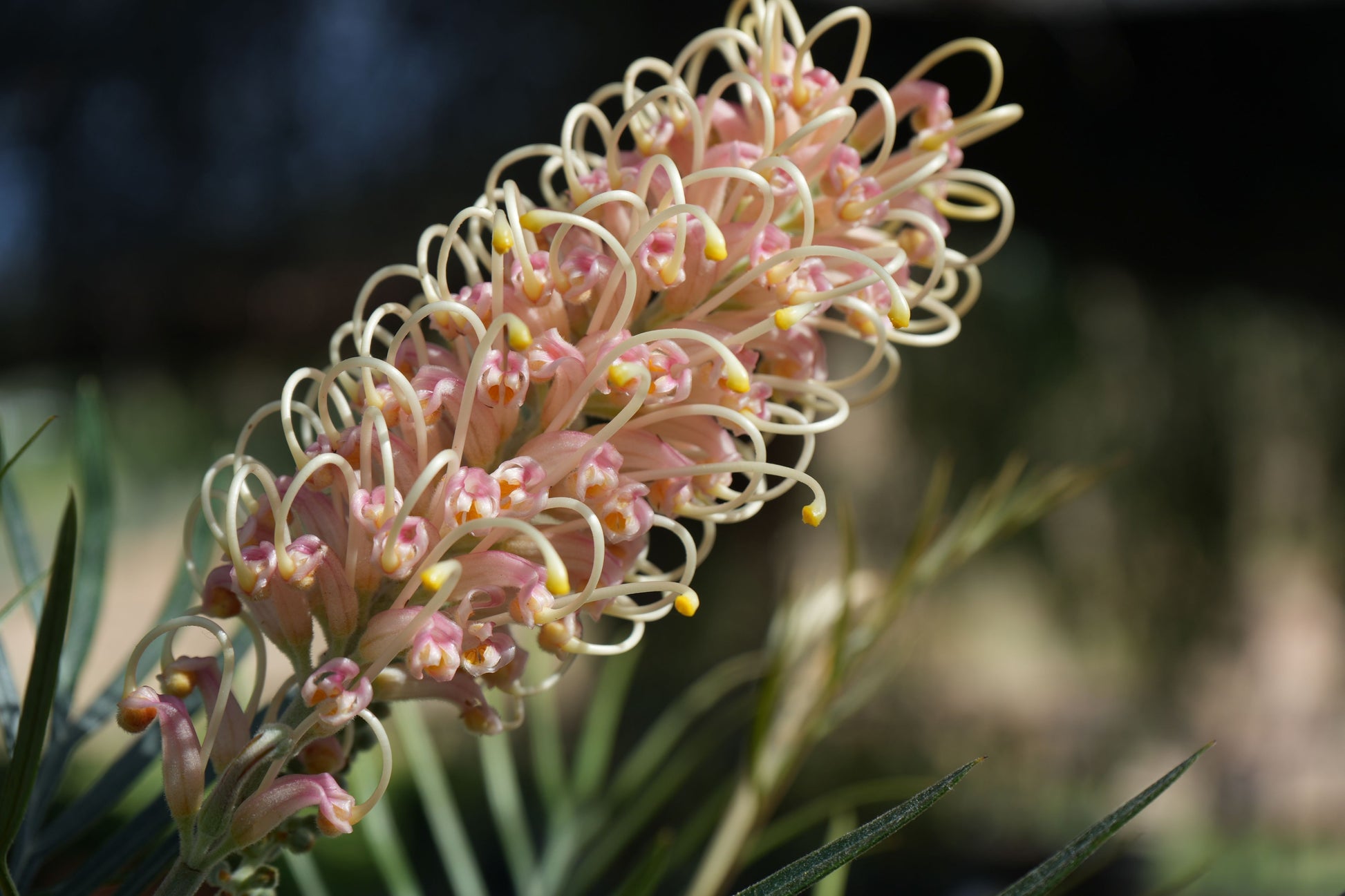 Close up of Grevillea Amber Passion flower with curly cream and pink petals outdoors