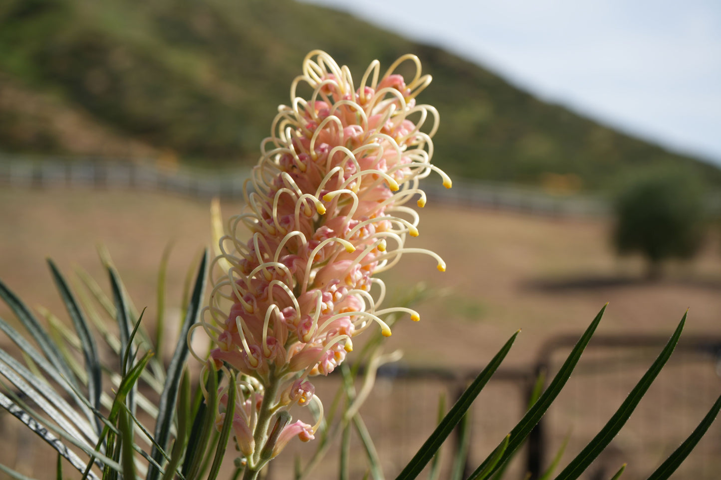 Grevillea Amber Passion flower with pink and yellow curled petals outdoors