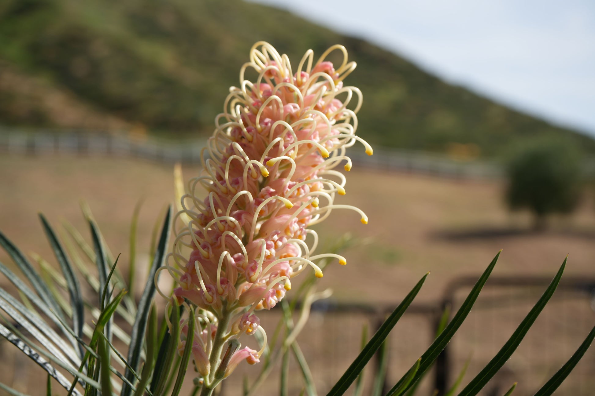 Grevillea Amber Passion flower with pink and yellow curled petals outdoors