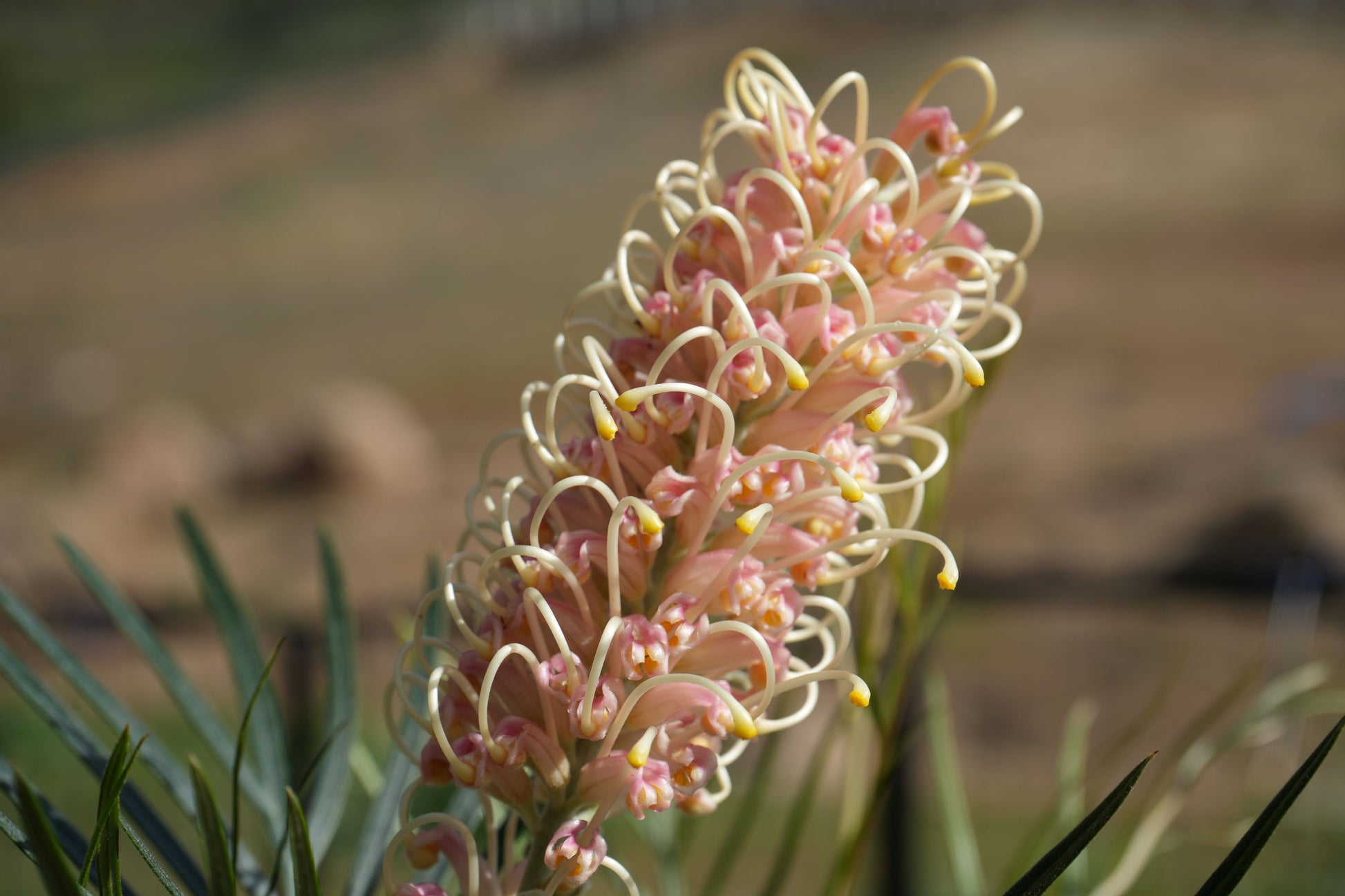 Close-up of Grevillea Amber Passion flower with pink and cream curled petals outdoors