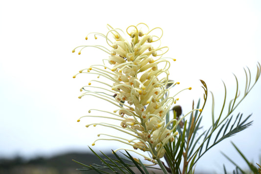 Grevillea 'Moonlight': Luminous Ivory Blooms and Fine Silvery-Green Foliage