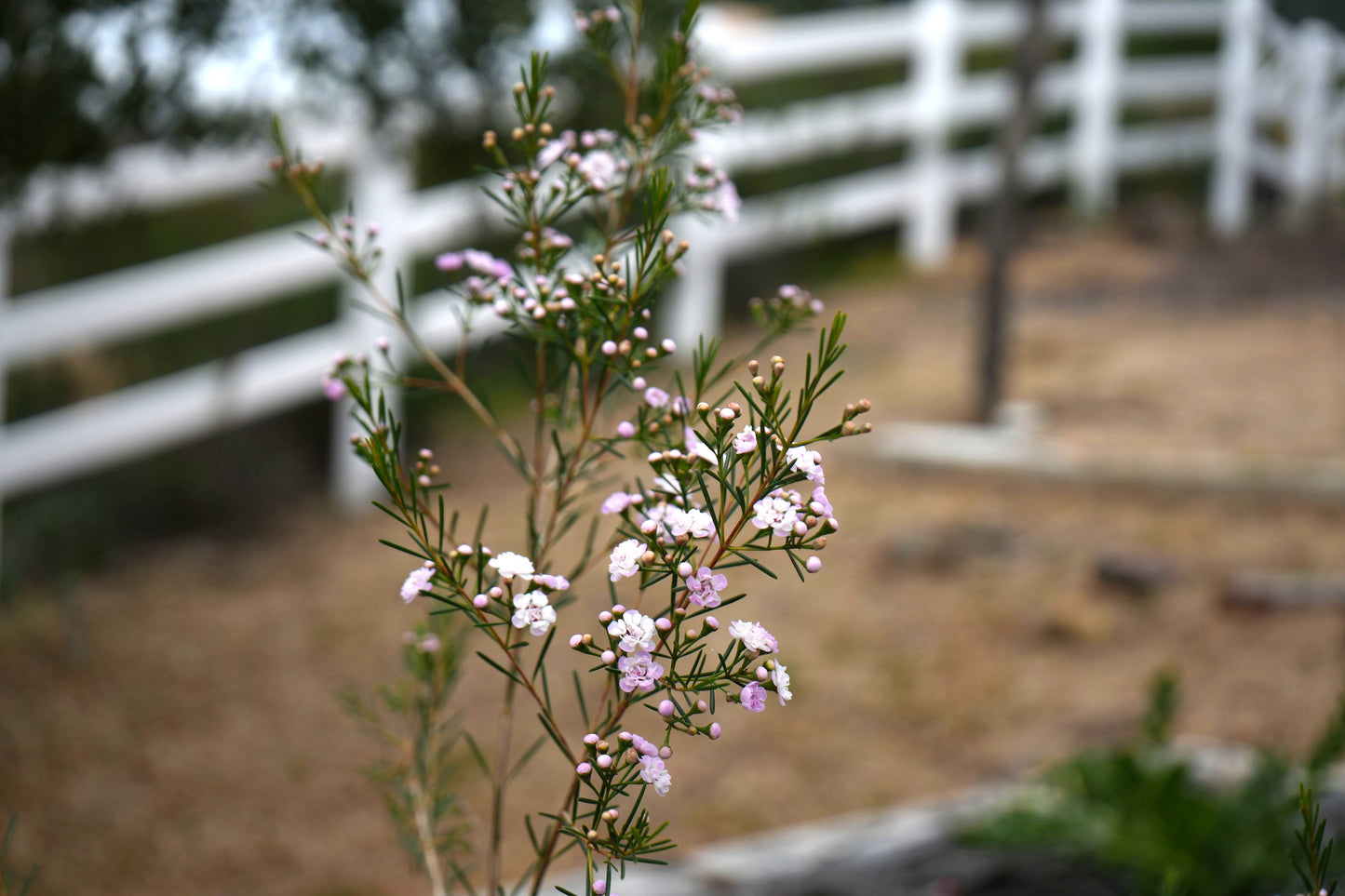 Chamelaucium uncinatum ‘Dancing Queen’ (Waxflower): Rare Double-Petal Blooms in Vibrant Pink