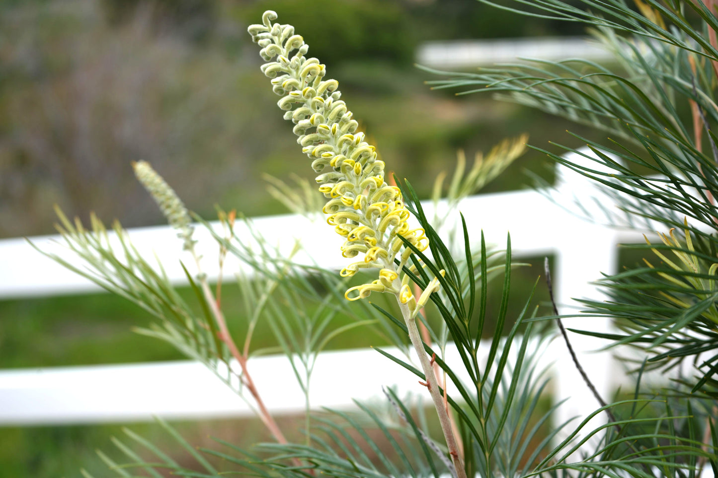 Grevillea 'Moonlight': Luminous Ivory Blooms and Fine Silvery-Green Foliage