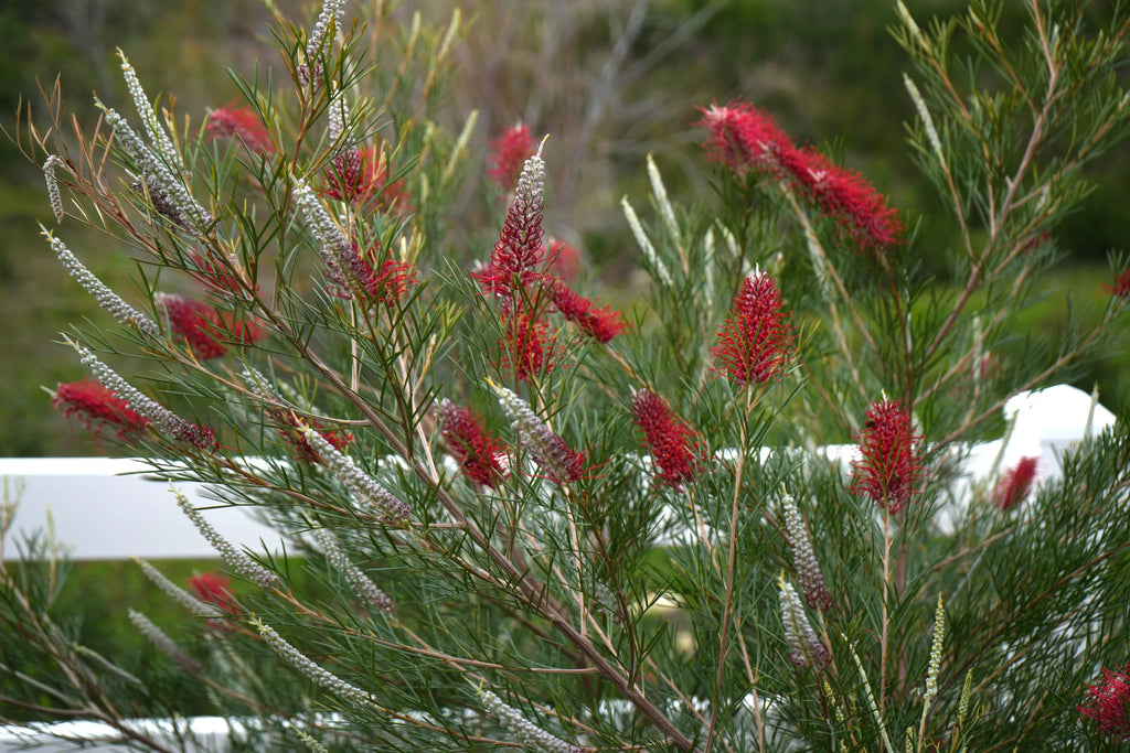 Grevillea 'Kings Celebration': High-Contrast Red and White Bicolor Blooms