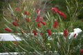 Grevillea 'Kings Celebration': High-Contrast Red and White Bicolor Blooms