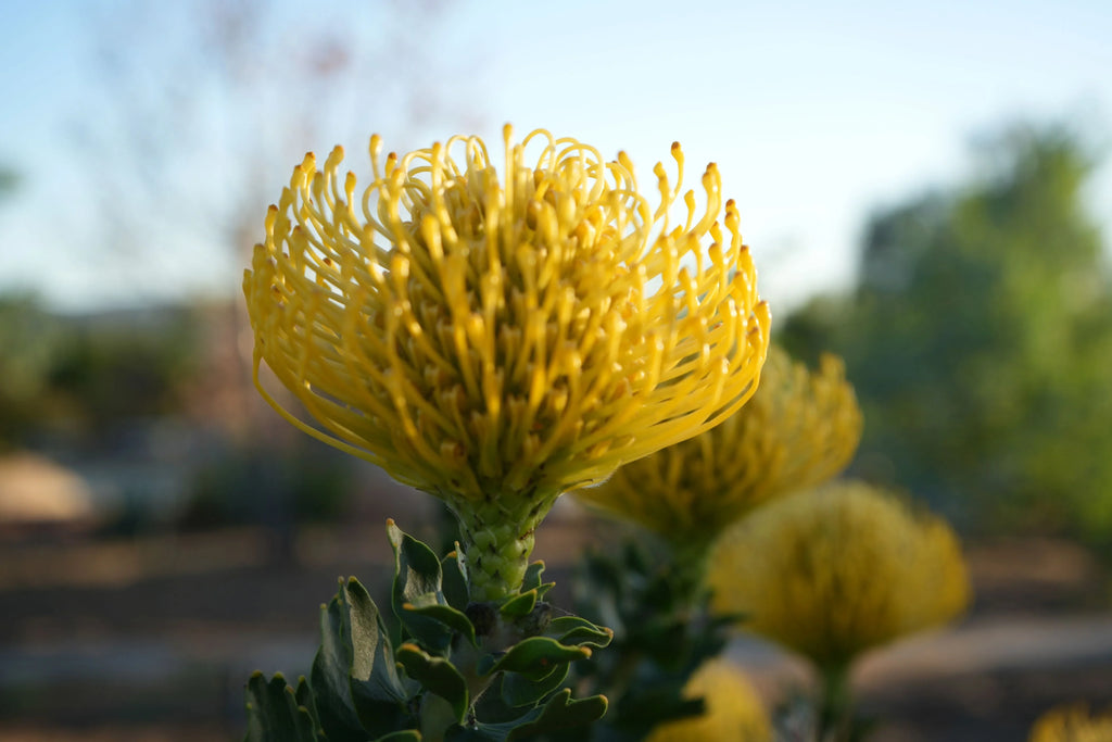 ☀️Leucospermum 'High Gold': Brilliant Lemon-Yellow Spheres and Rugged Coastal Vigor