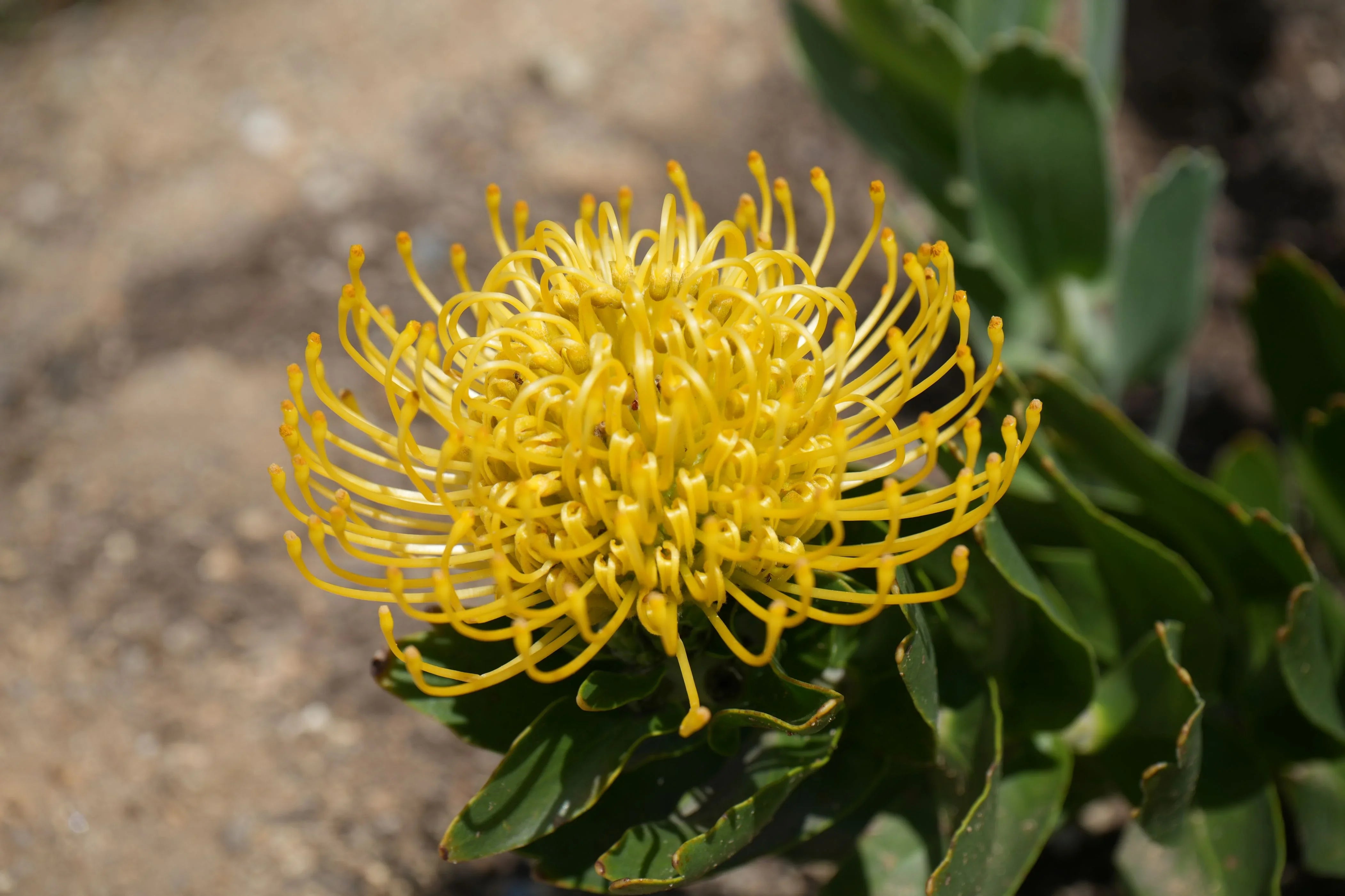 Proteaceae - Discover Exotic Beauty & Outdoor Living – Bonte Farm