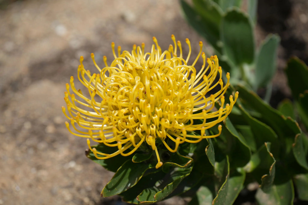 ☀️Leucospermum 'High Gold': Brilliant Lemon-Yellow Spheres and Rugged Coastal Vigor