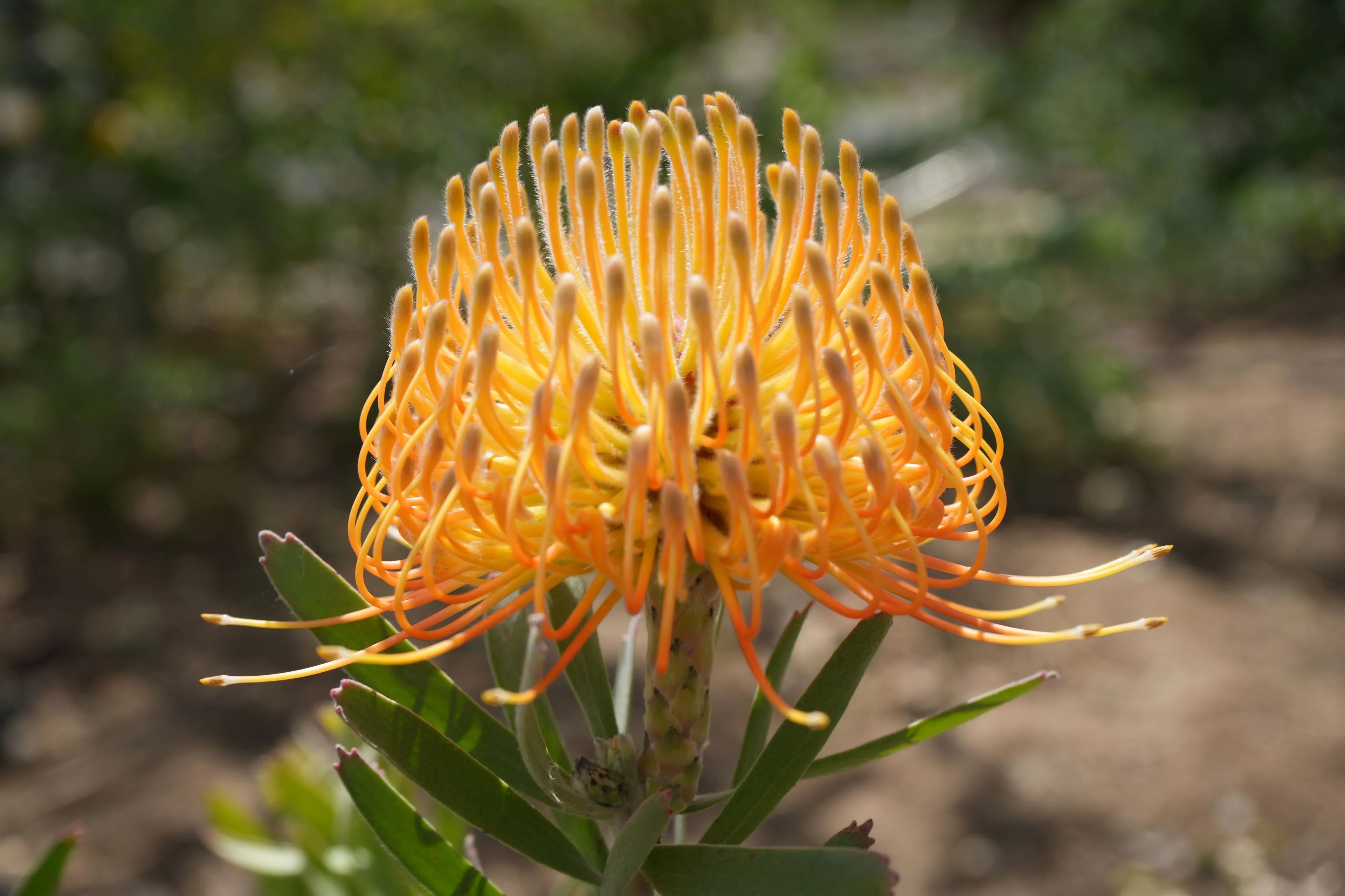 Leucospermum 'Brandi de la Cruz': Salmon Pincushion Protea – Bonte Farm