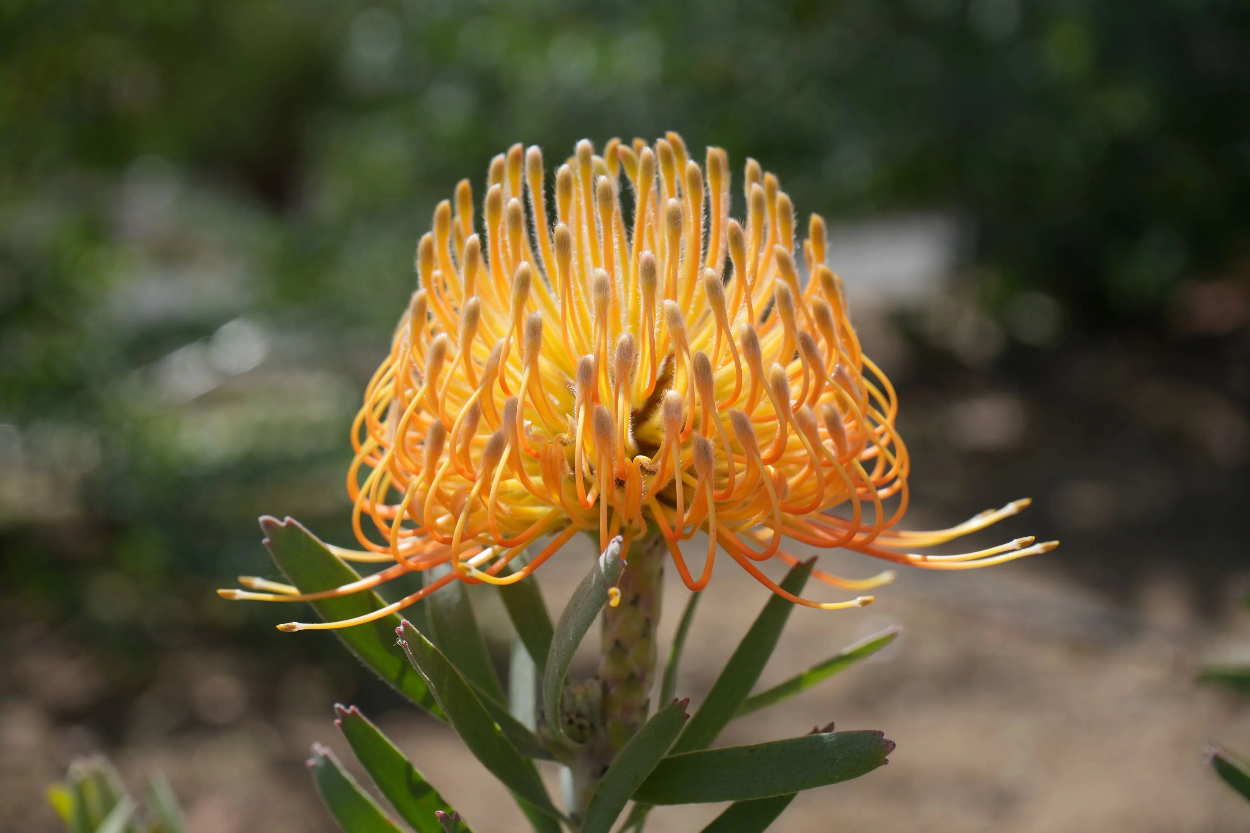 Leucospermum 'Brandi de la Cruz': Salmon Pincushion Protea – Bonte Farm
