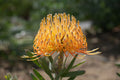 Leucospermum ‘Brandi de la Cruz’: Luminous Salmon-Orange Blooms on a Compact, Tidy Shrub