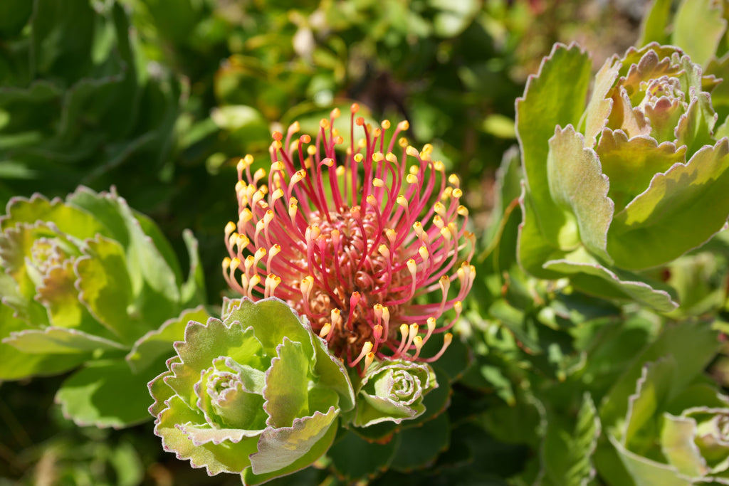 Leucospermum patersonii 'Brothers': Intense Orange-Red Blooms and Rugged Coastal Vigor