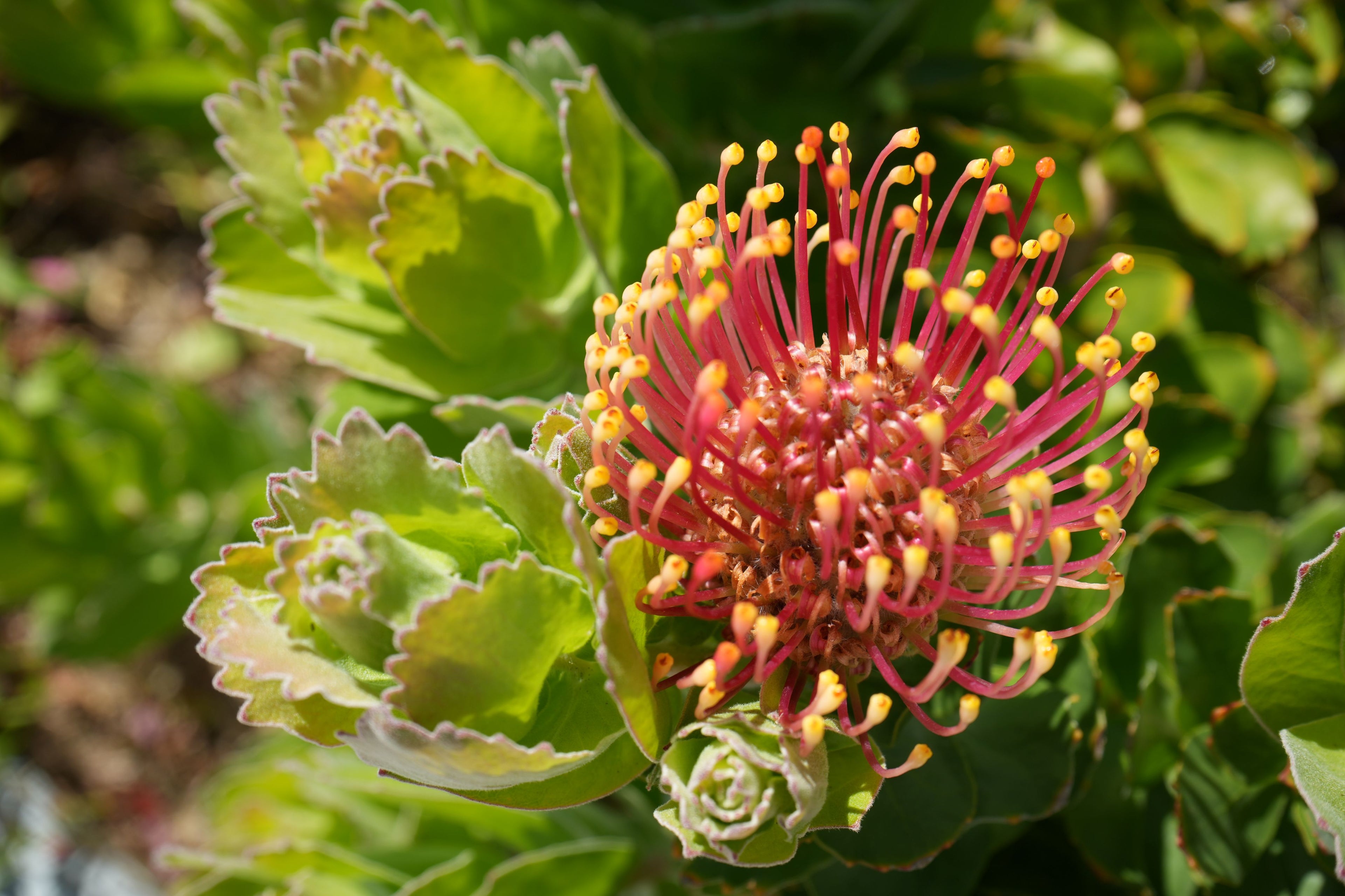 Leucospermum patersonii 'Brothers': Intense Orange-Red Blooms and Rugged Coastal Vigor