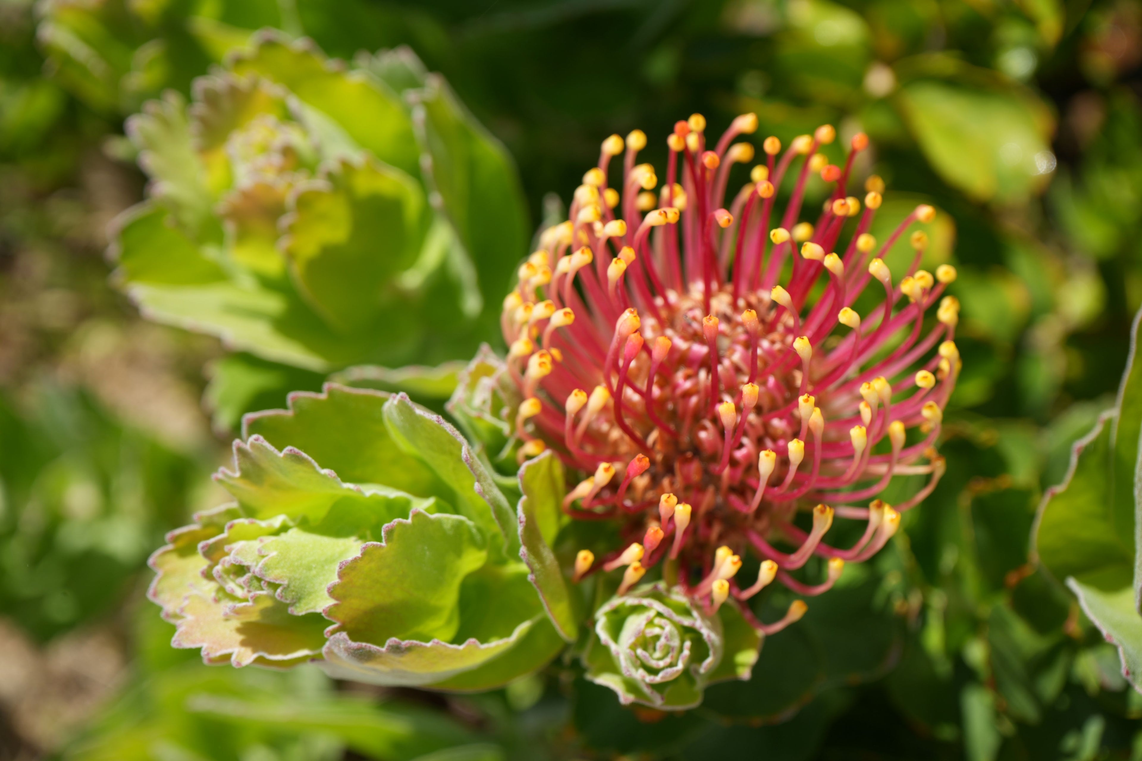 Leucospermum patersonii 'Brothers': Intense Orange-Red Blooms and Rugged Coastal Vigor