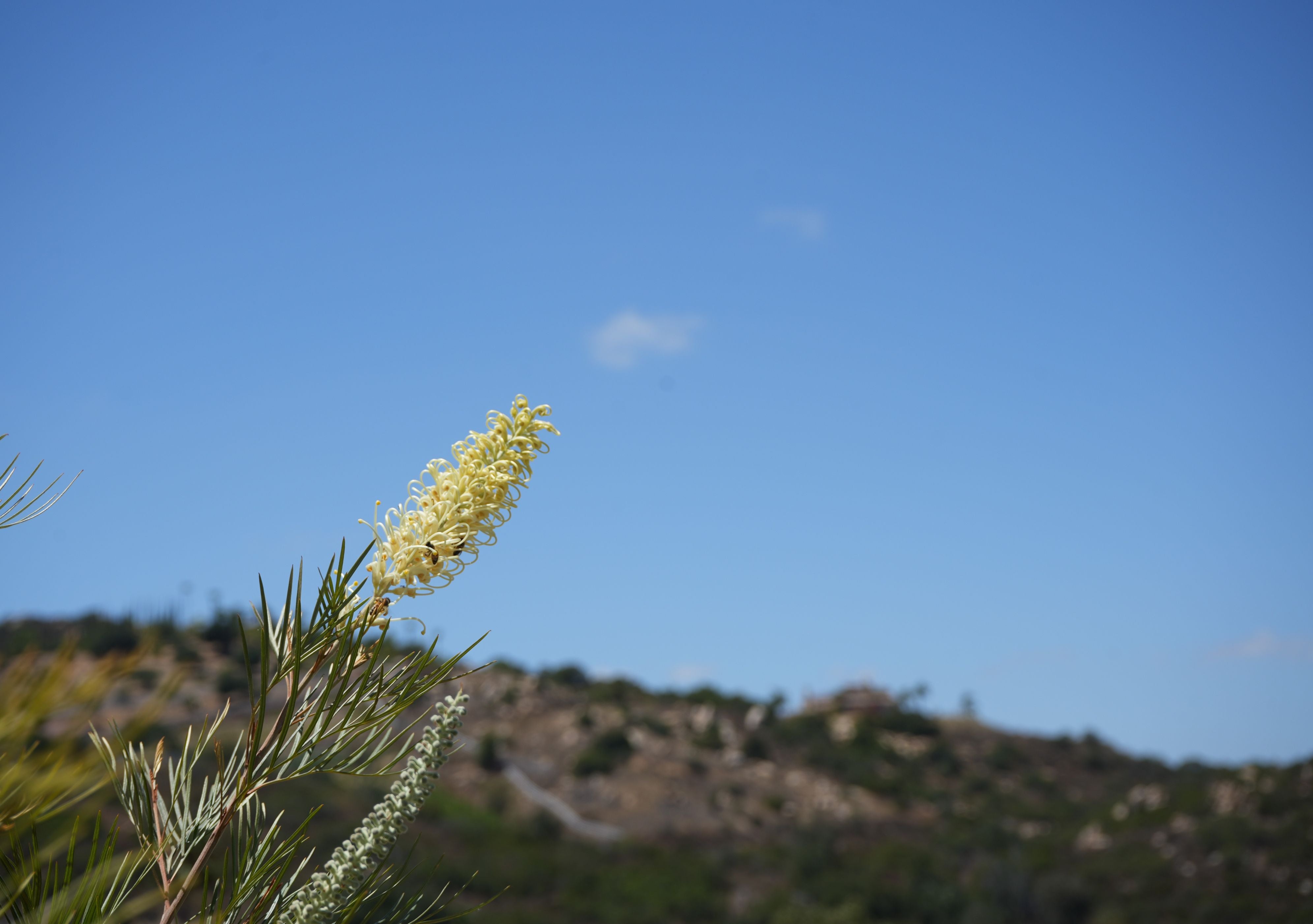 Grevillea 'Moonlight': Ivory Flowering Grevillea – Bonte Farm