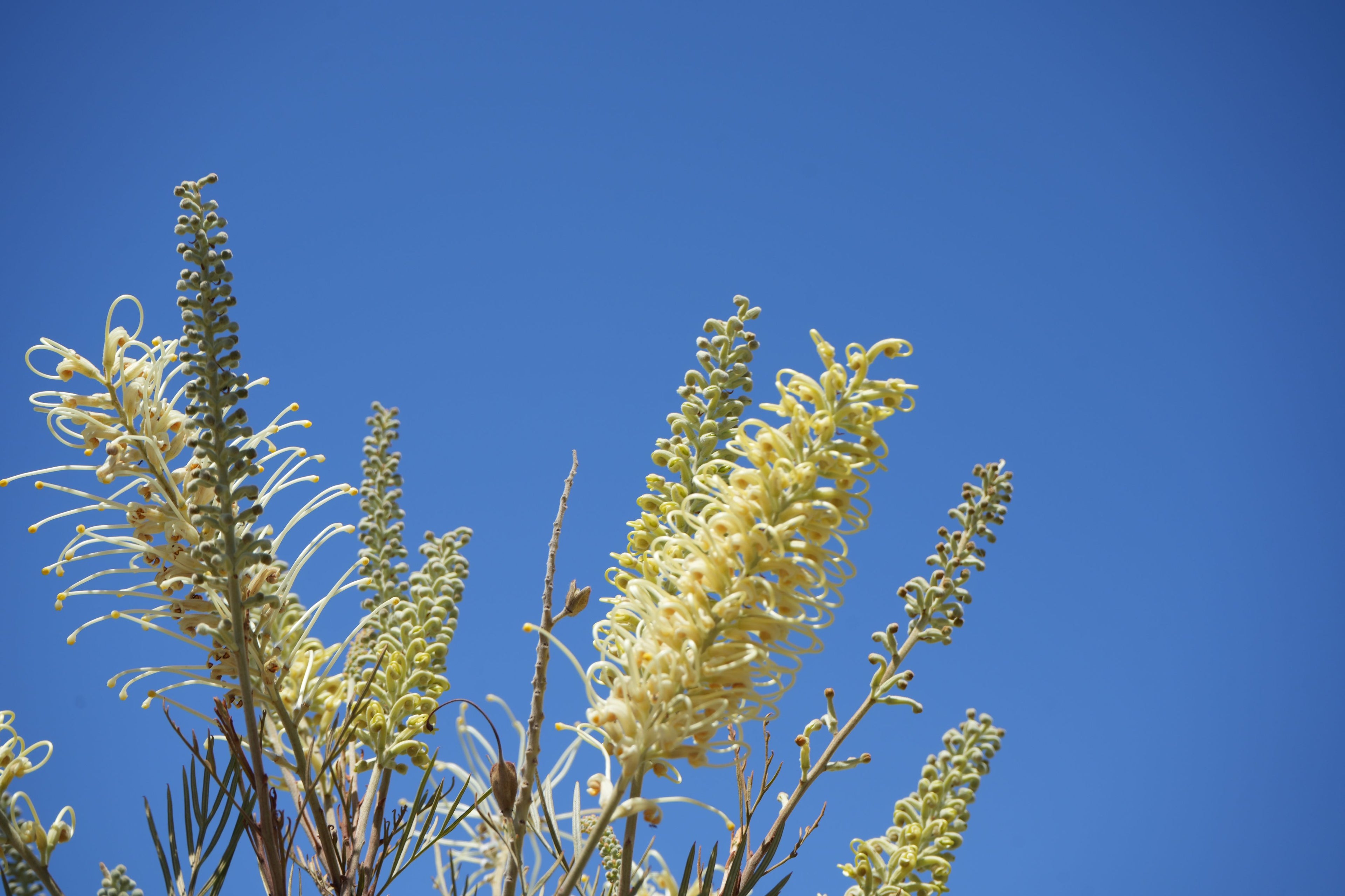 Grevillea 'Moonlight': Luminous Ivory Blooms and Fine Silvery-Green Foliage