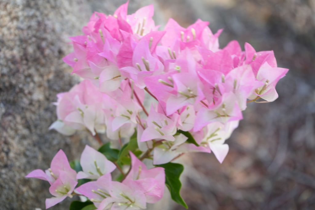 Bougainvillea ‘Imperial Thai Delight’