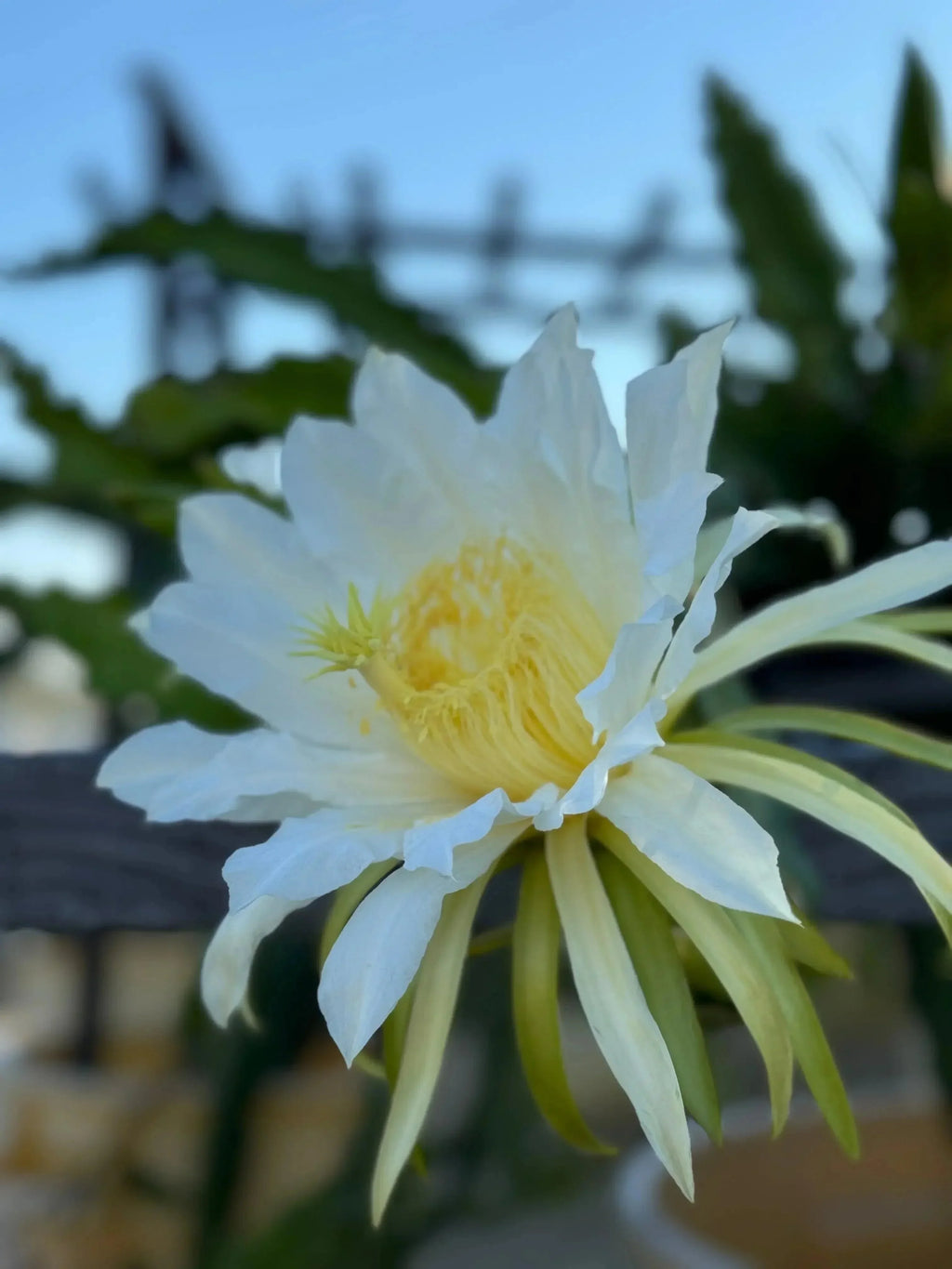 Close-up of white dragon fruit flower blooming outdoors with green cactus leaves in background