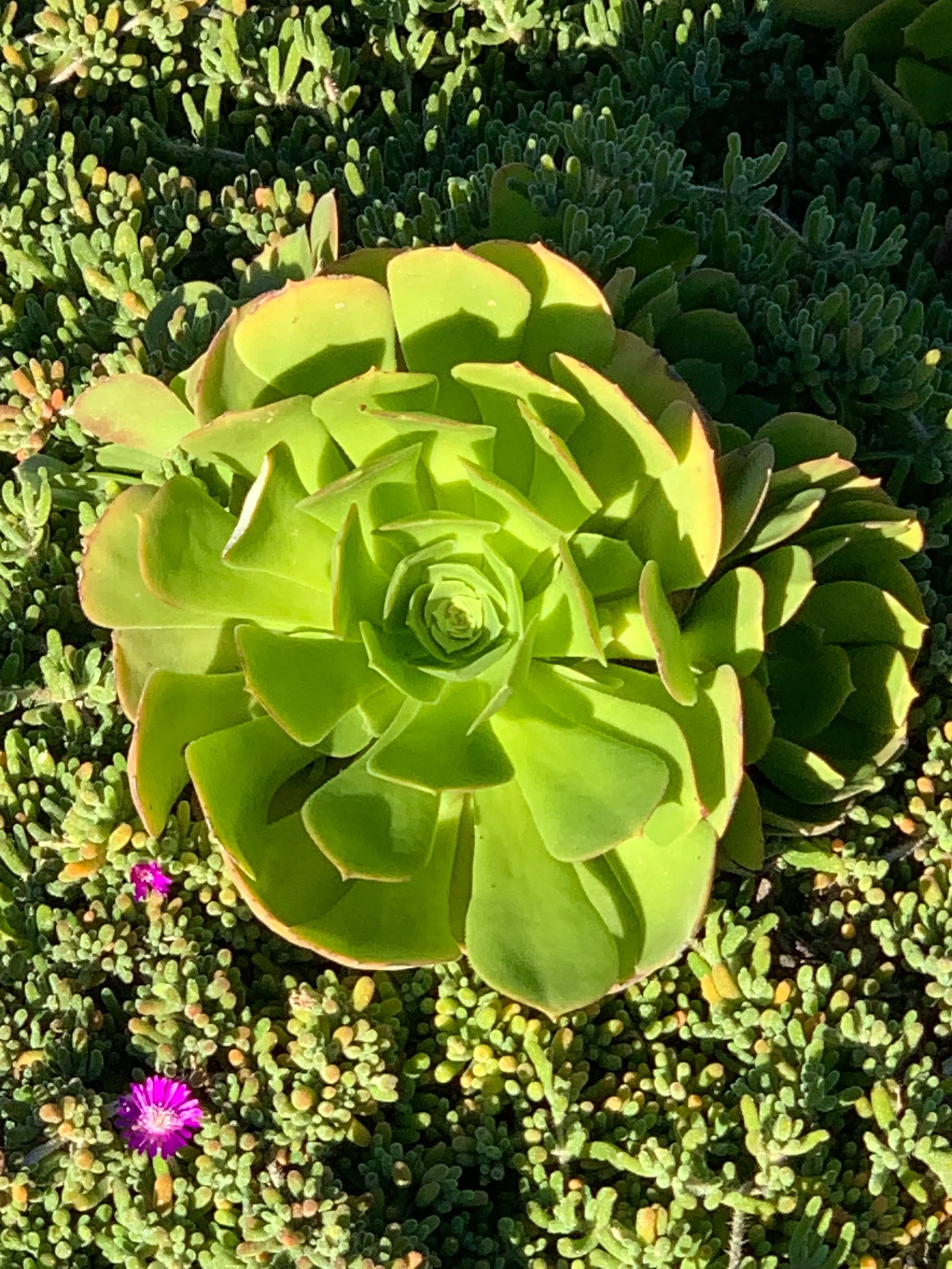 Echeveria 'Mensa' - Mountain Rose Succulents for Stunning Indoor Gardens Bonte Farm