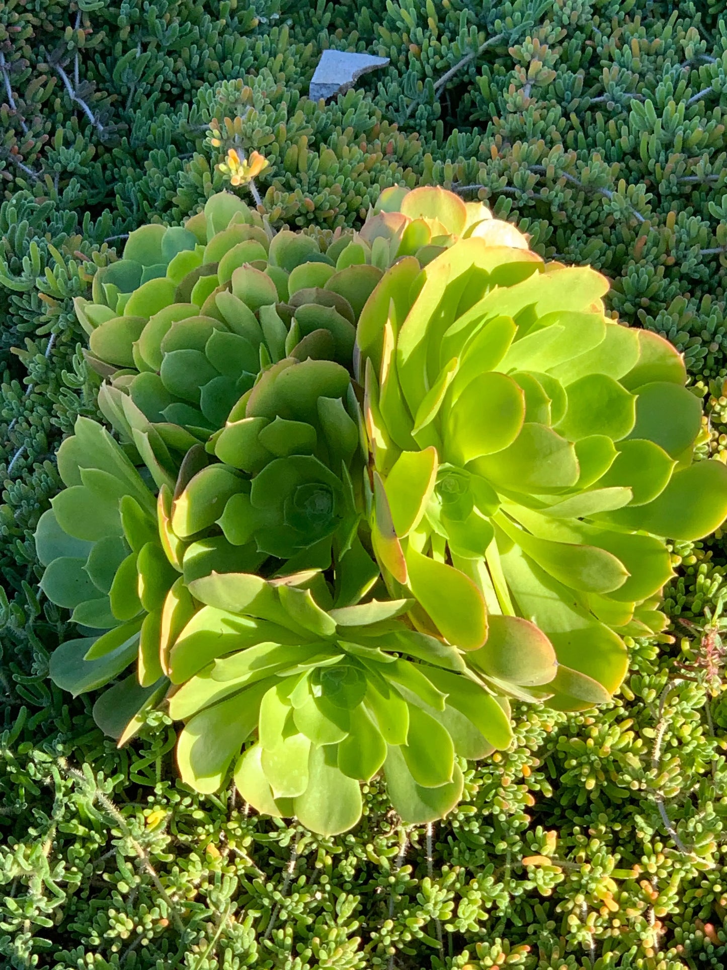 Echeveria 'Mensa' - Mountain Rose Succulents for Stunning Indoor Gardens Bonte Farm