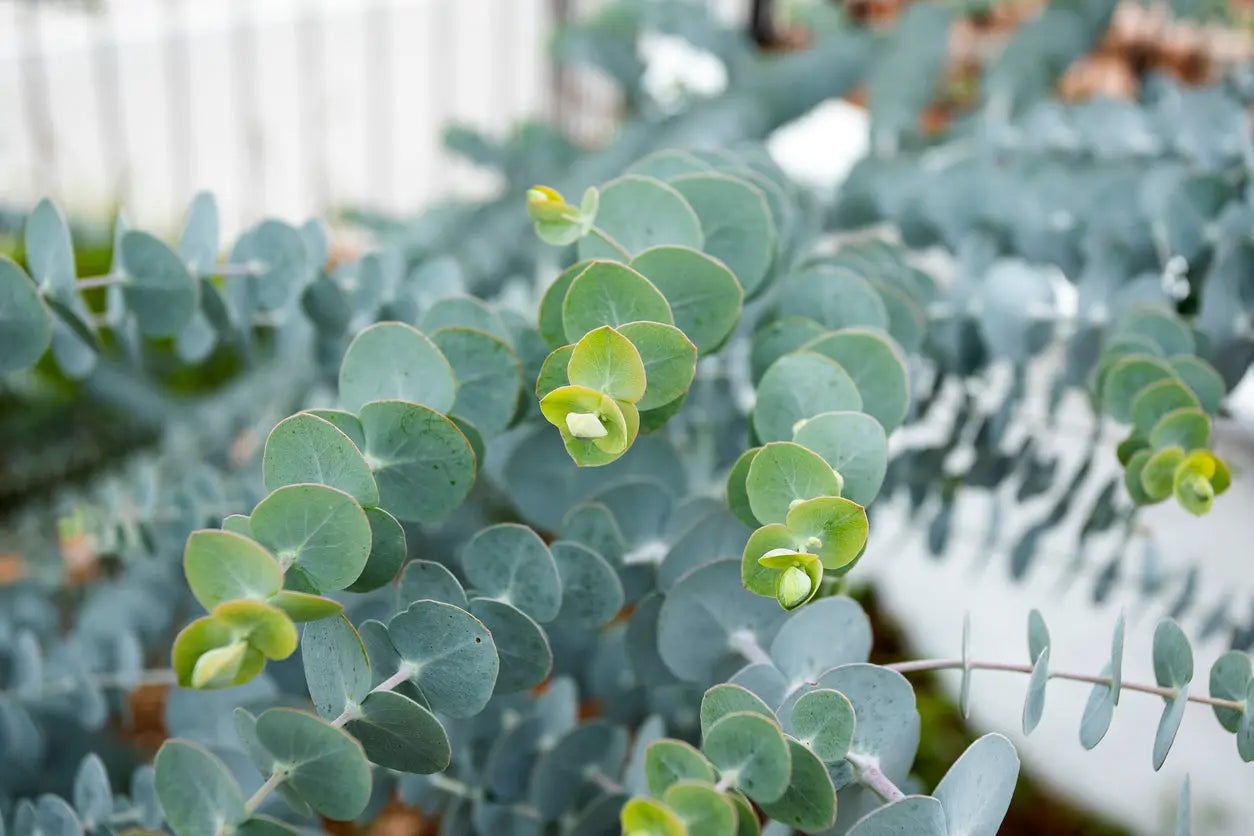 Eucalyptus pulverulenta 'baby blue' | blue-green foliage and delicate white flowers Bonte Farm