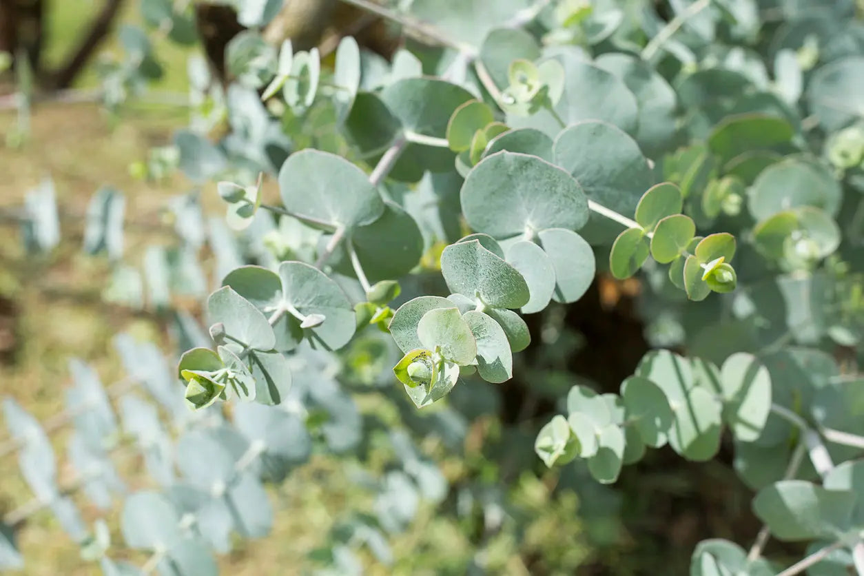 Eucalyptus pulverulenta 'baby blue' | blue-green foliage and delicate white flowers Bonte Farm