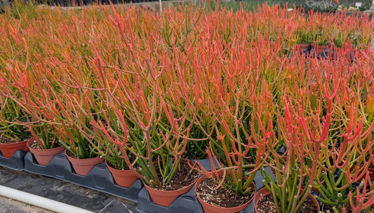 Euphorbia t 'Stick on Fire': Redbird Flower Succulent