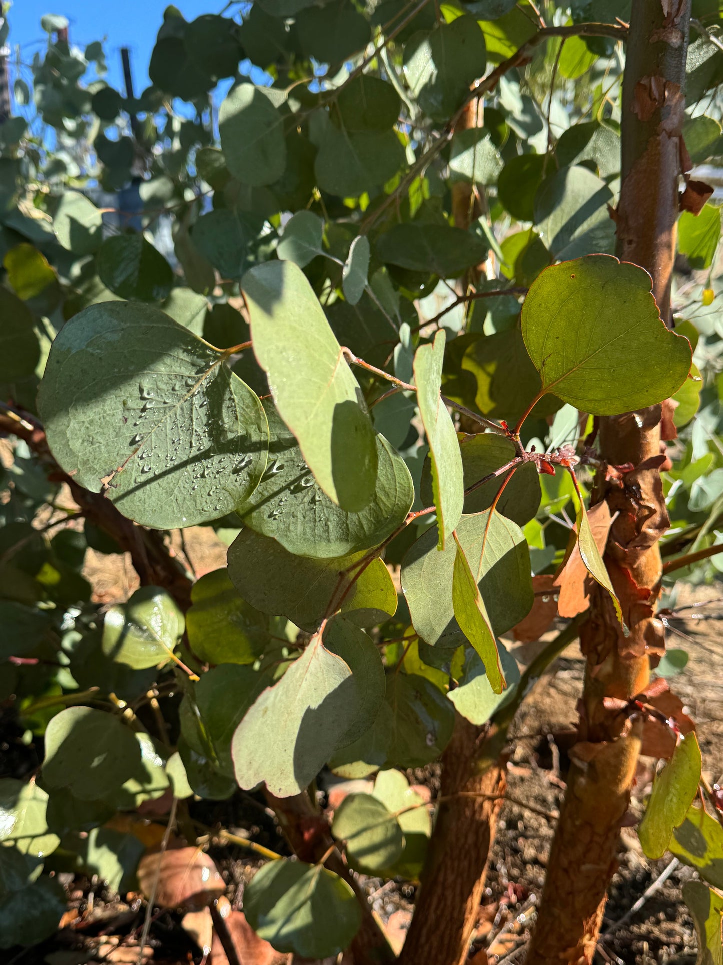 Foliage - Eucalyptus Silver Dollar My Store