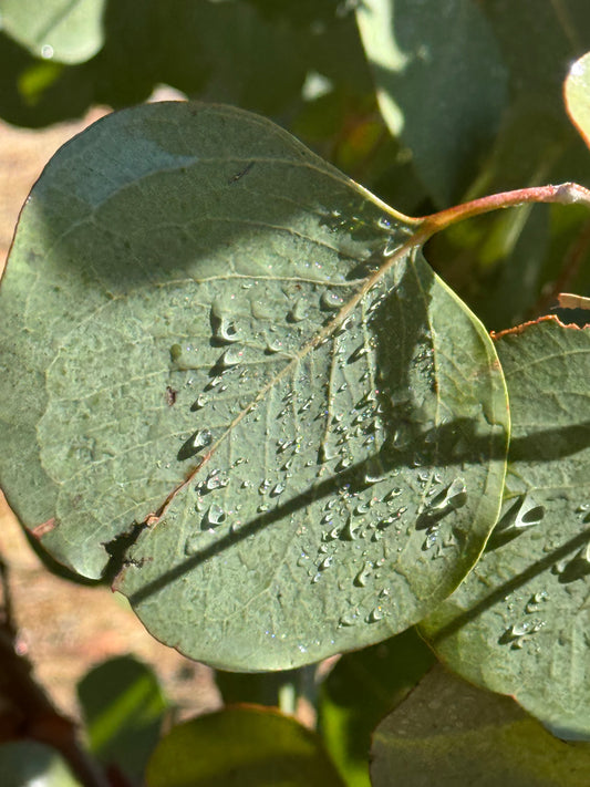 Foliage - Eucalyptus Silver Dollar My Store