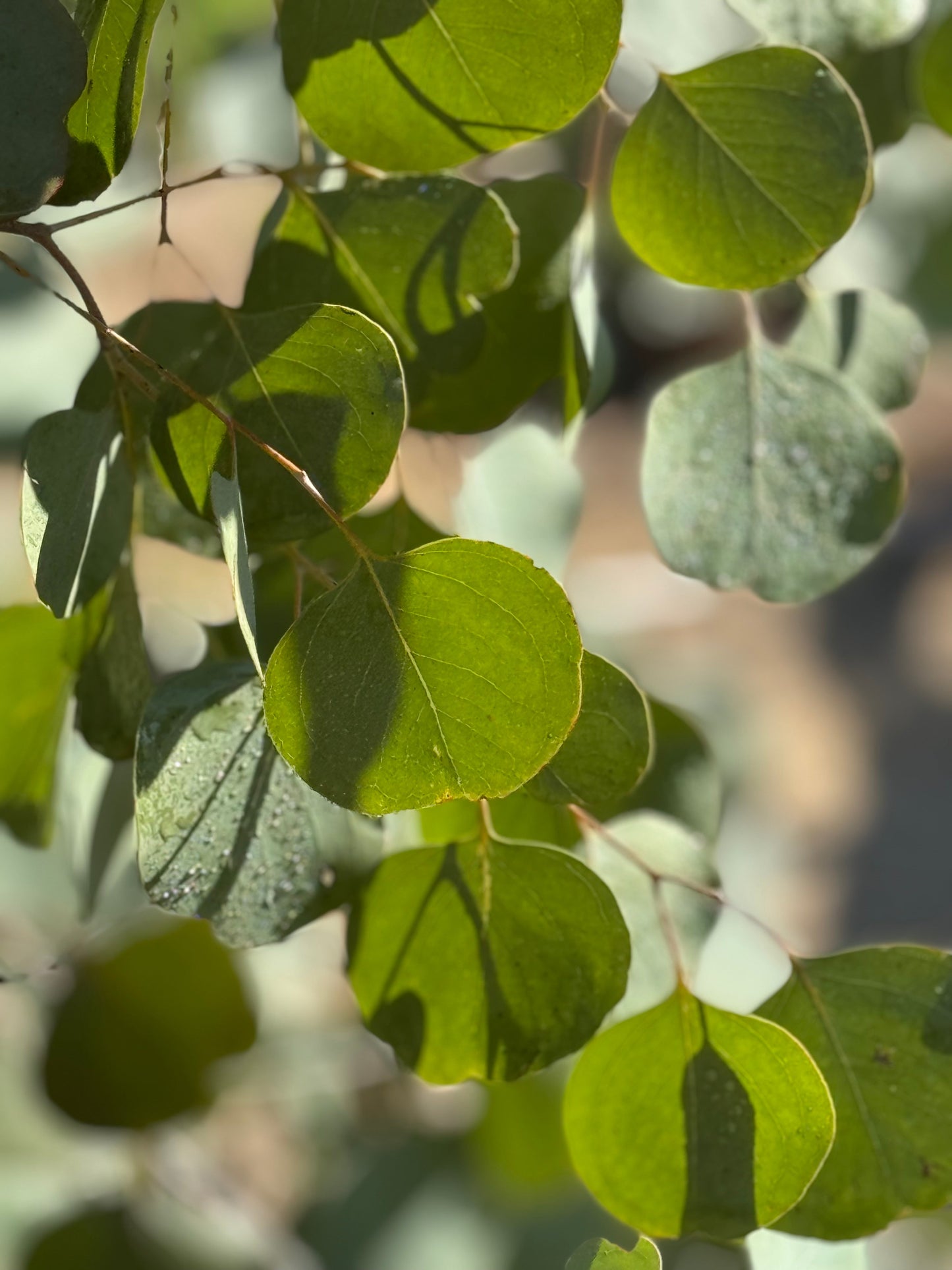 Foliage - Eucalyptus Silver Dollar My Store