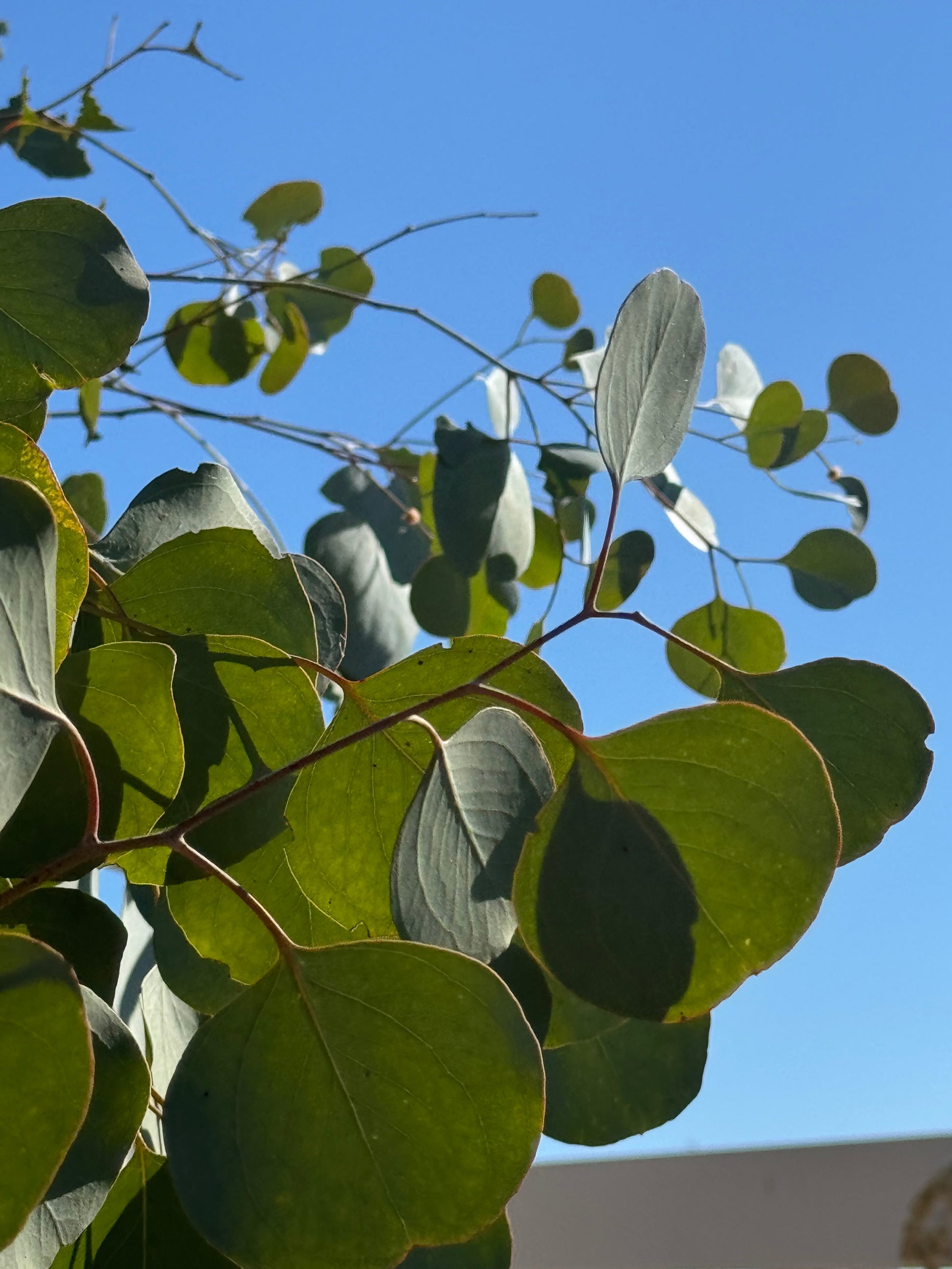 Foliage - Eucalyptus Silver Dollar My Store