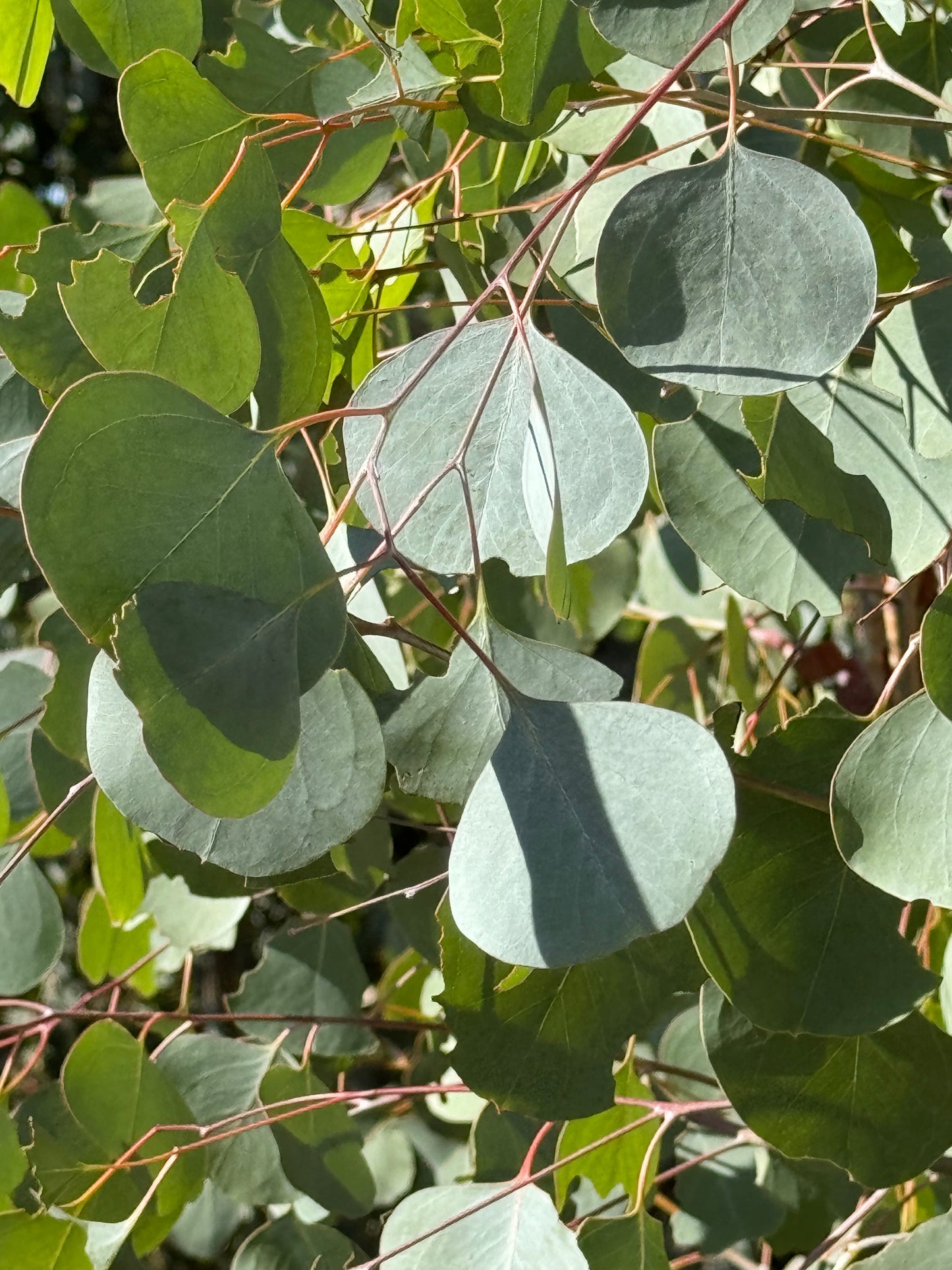 Foliage - Eucalyptus Silver Dollar My Store