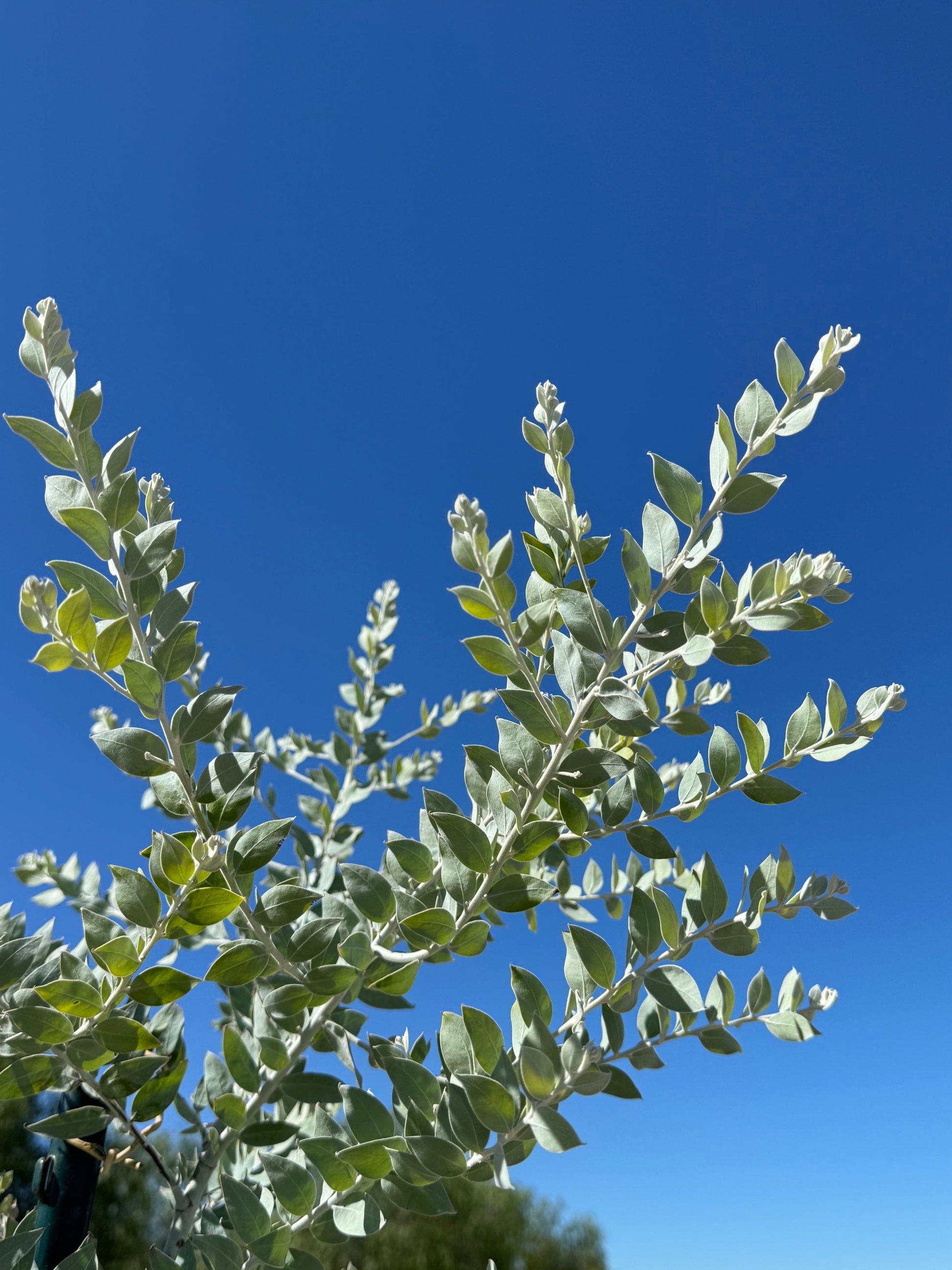 Foliage - Sweet Pearl Acacia podalyriifolia My Store