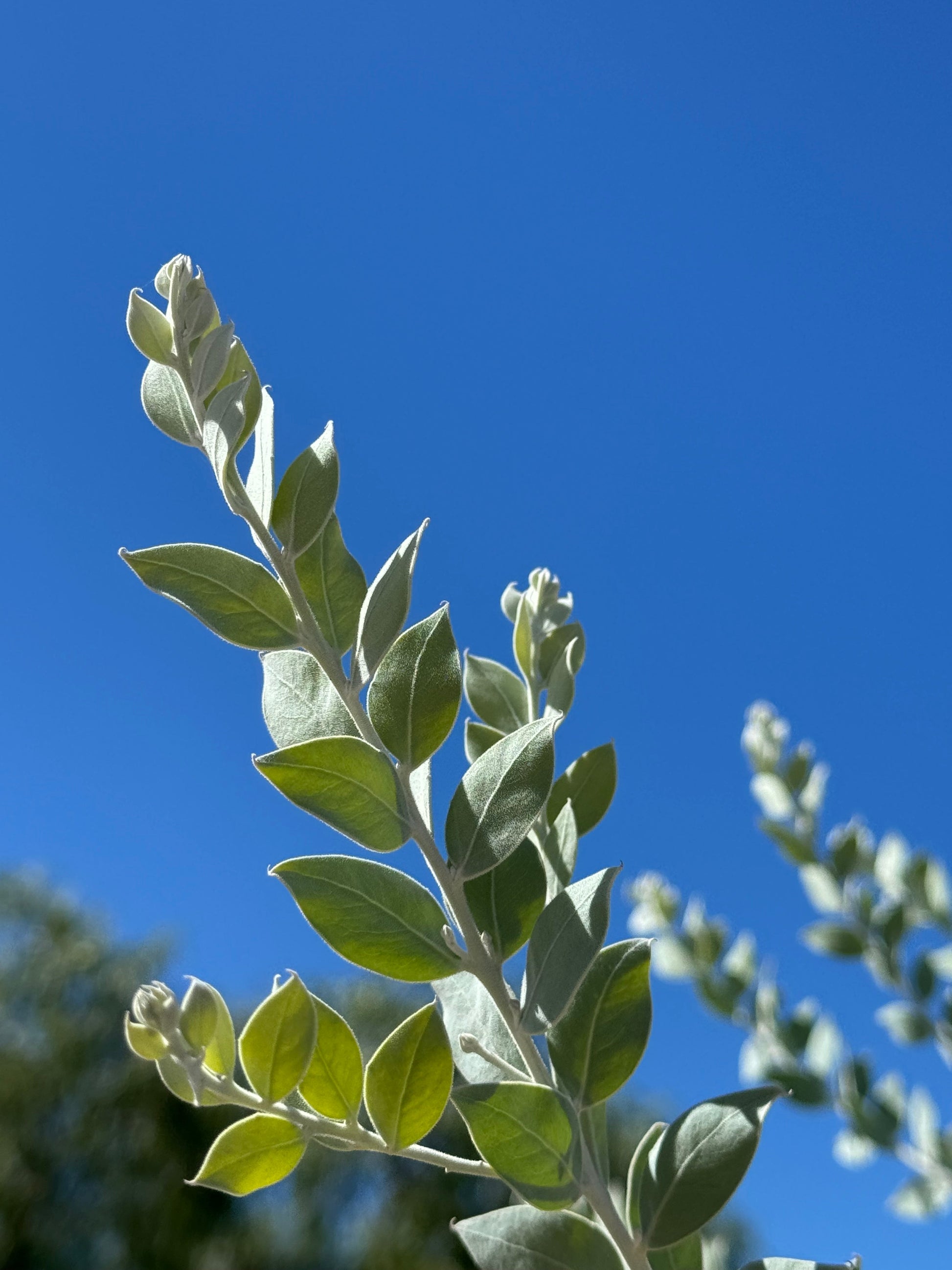 Foliage - Sweet Pearl Acacia podalyriifolia My Store