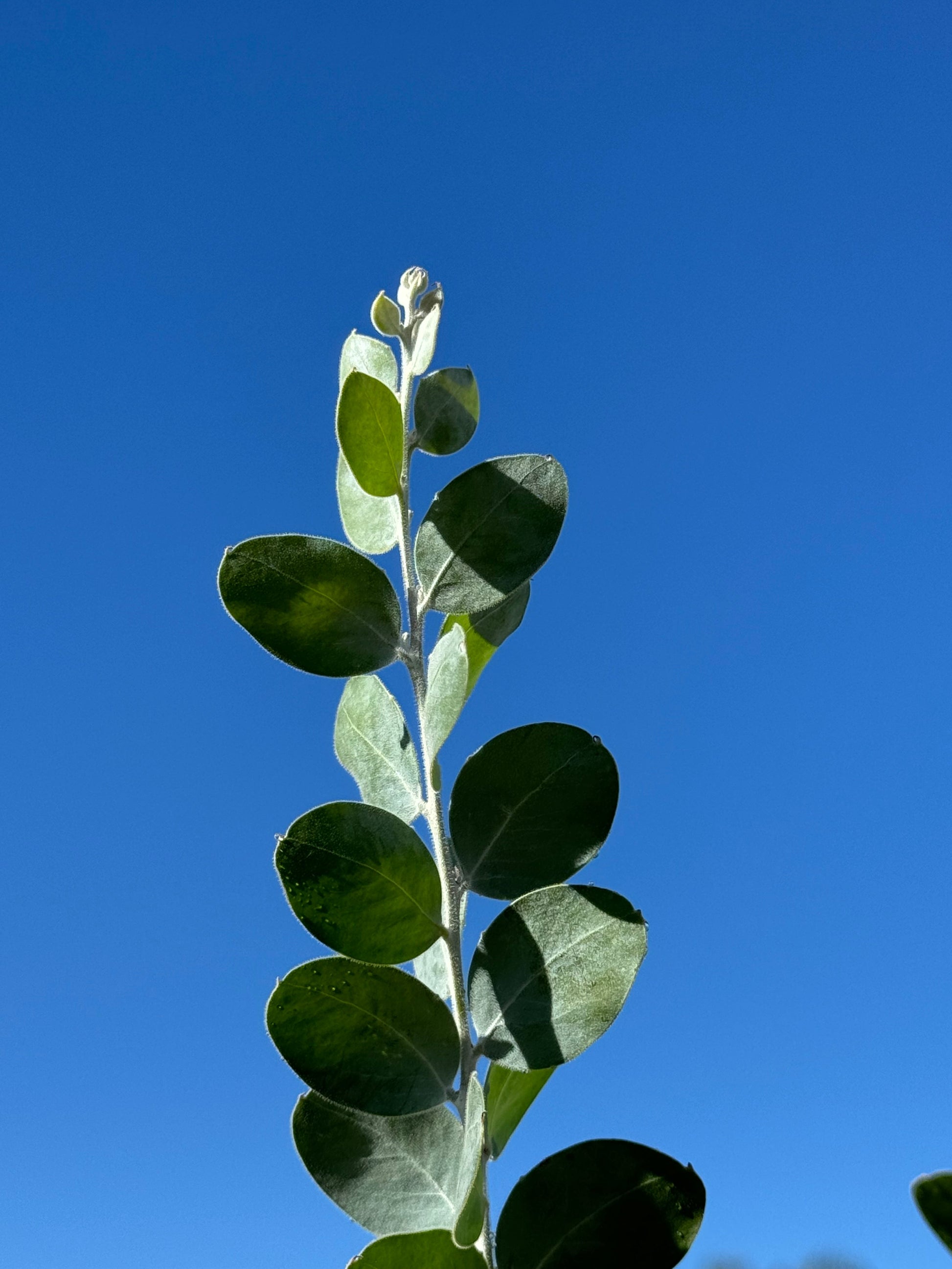 Foliage - Sweet Pearl Acacia podalyriifolia My Store