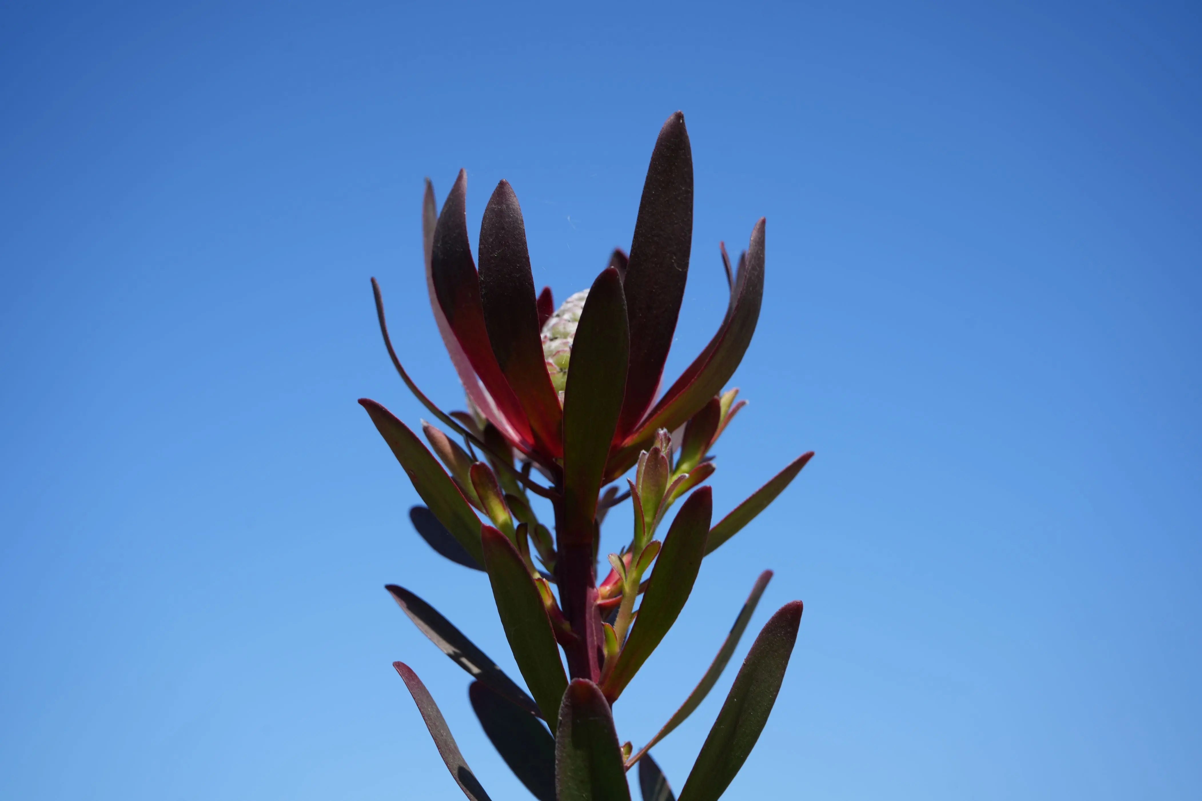 Fresh Flowers | Leucadendron Safari Sunset My Store