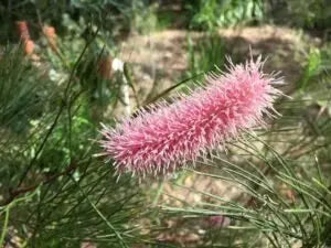 GREVILLEA 'Big Bird' - Vibrant Plant for Your Garden - Bonte Farm