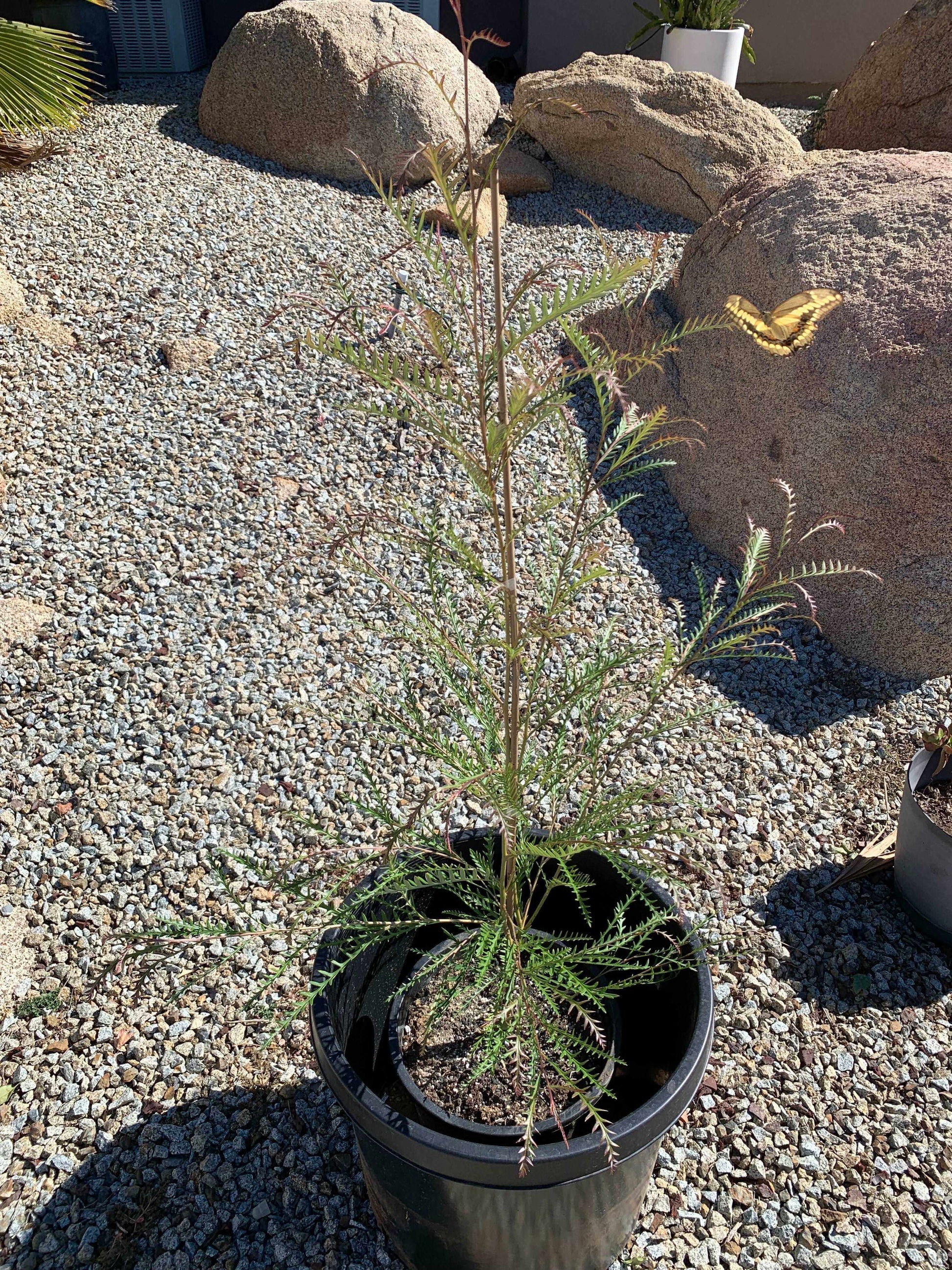 GREVILLEA 'Ivanhoe' - Hardy Evergreen Plant for Vibrant Gardens - Bonte Farm