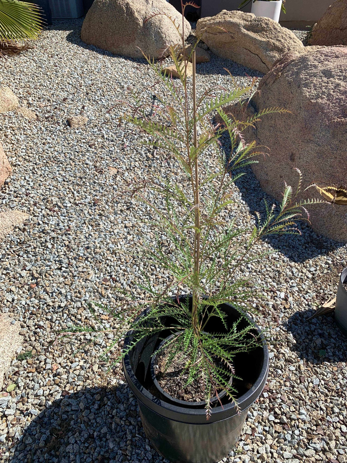 GREVILLEA 'Ivanhoe' - Hardy Evergreen Plant for Vibrant Gardens - Bonte Farm